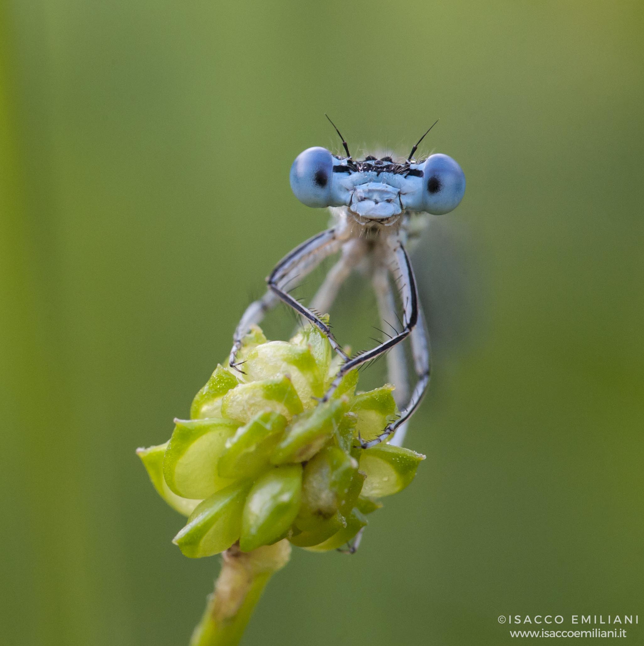 Libellula alle prime luci del Mattino