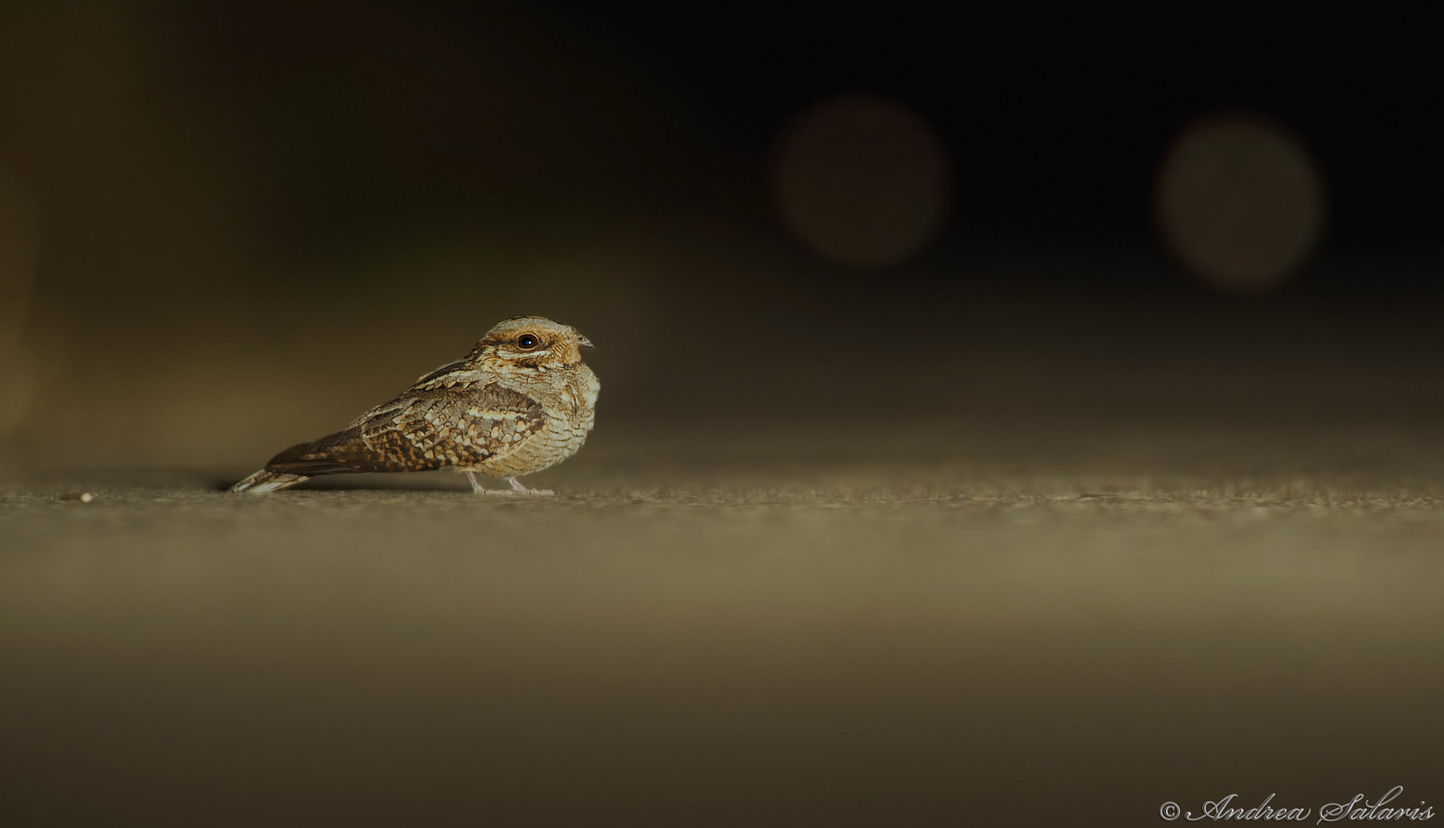 Succiacapre (Caprimulgus Europaeus)