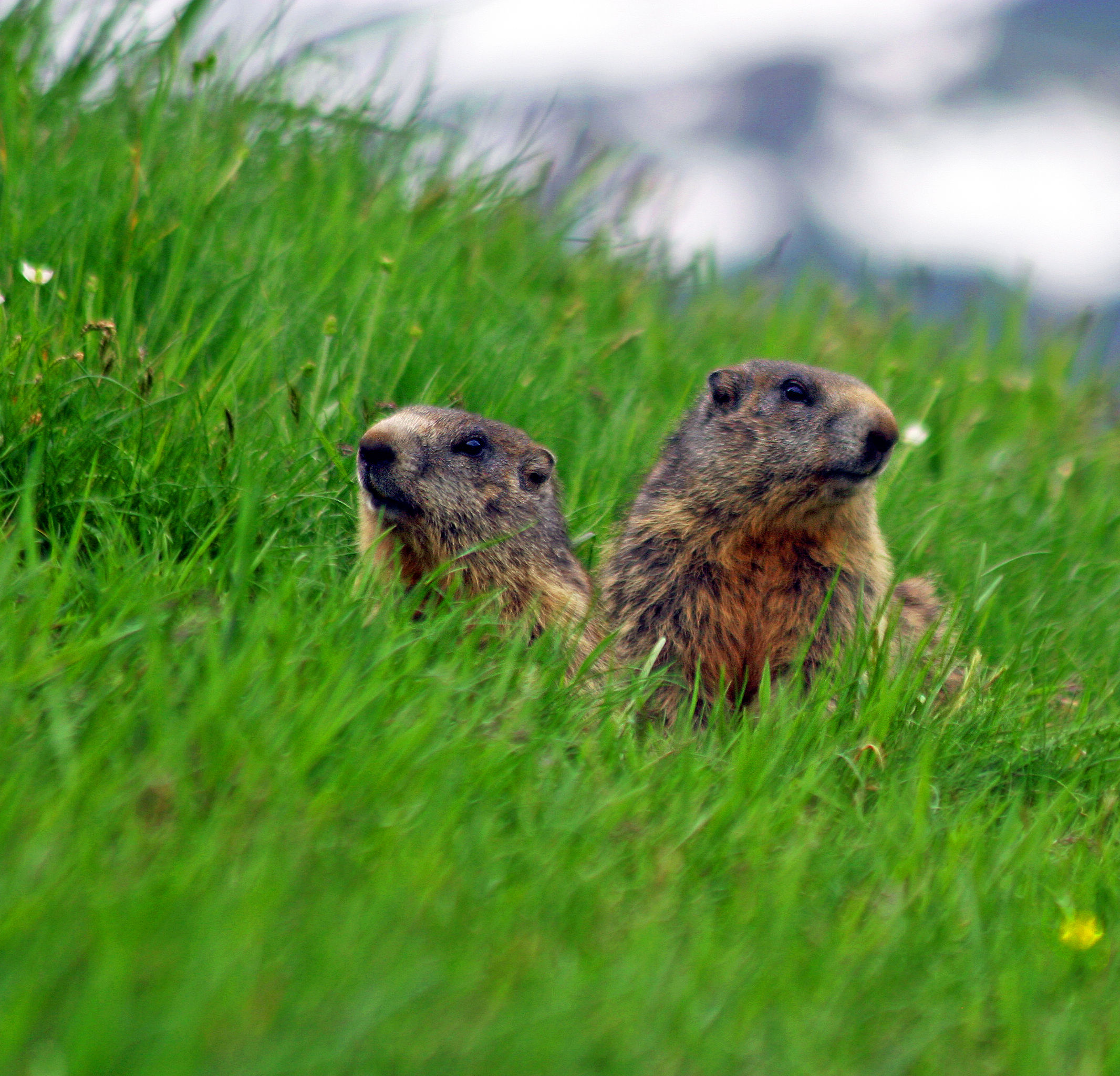 Siamo la Coppia più Bella dei Monti