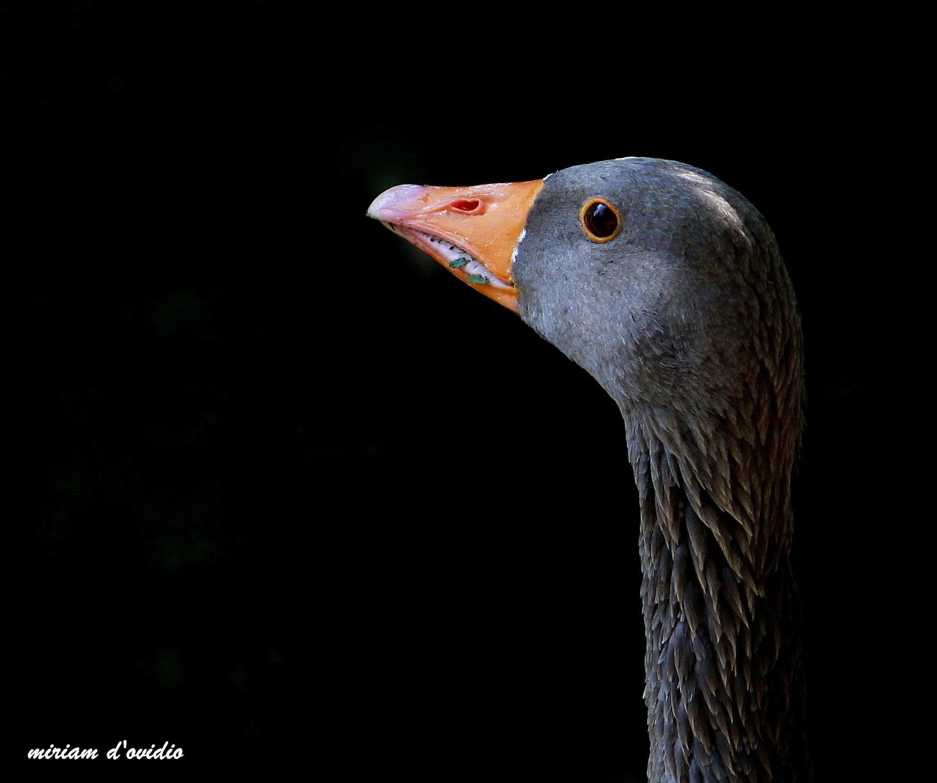 Gray goose