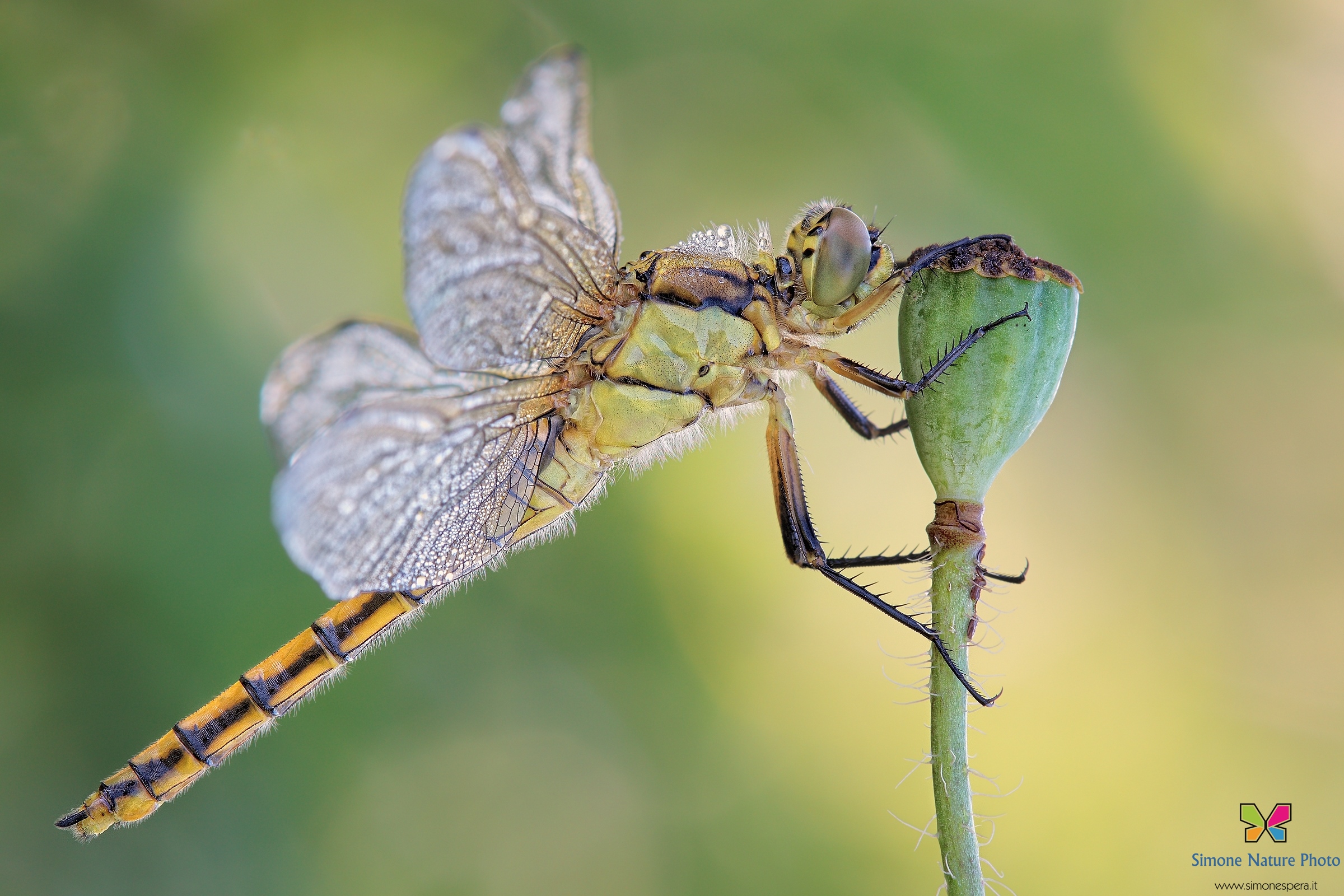 Orthetrum cancellatum (Linnaeus, 1758)