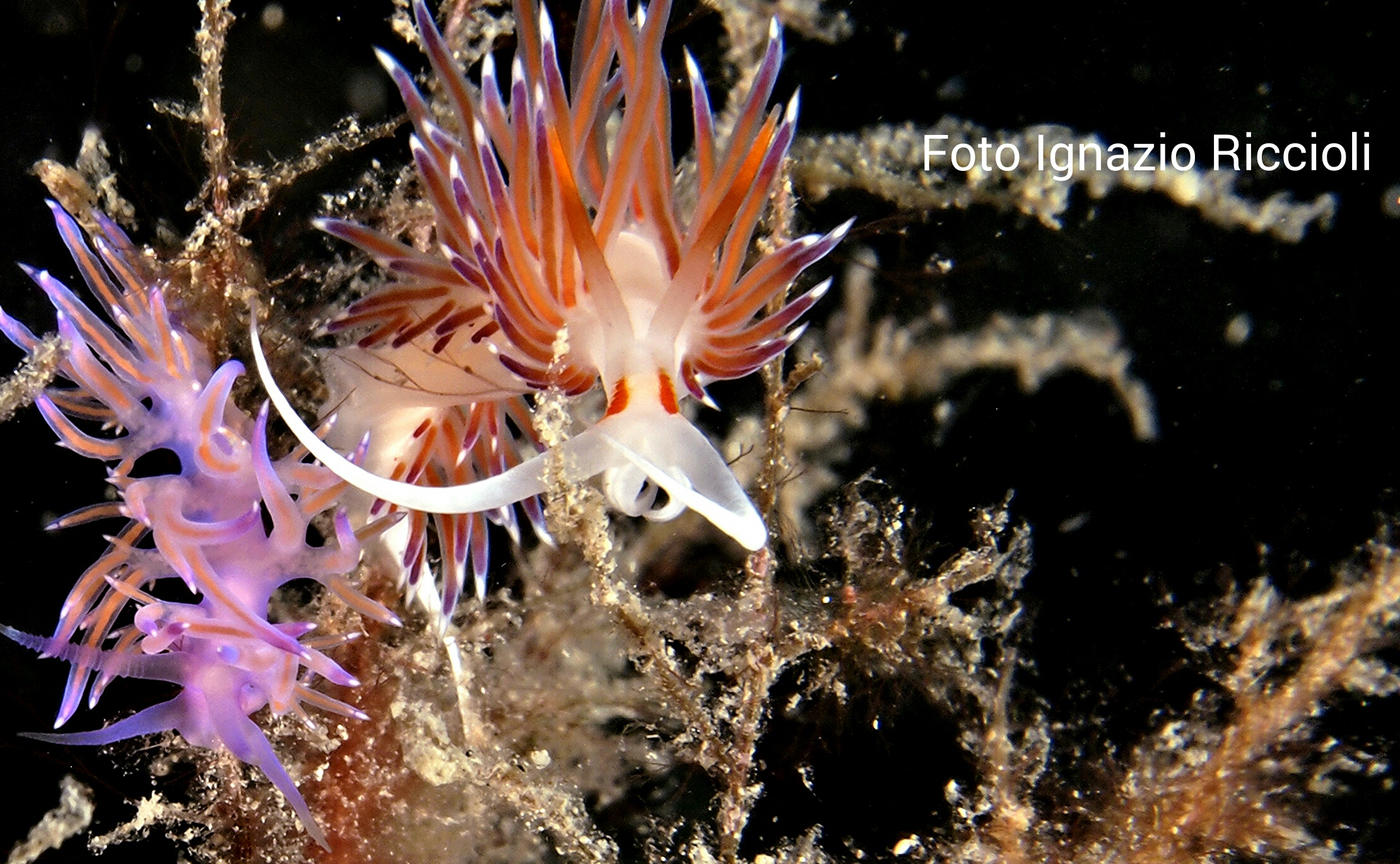 Esseri piccolissimi ma con colori  fantastici