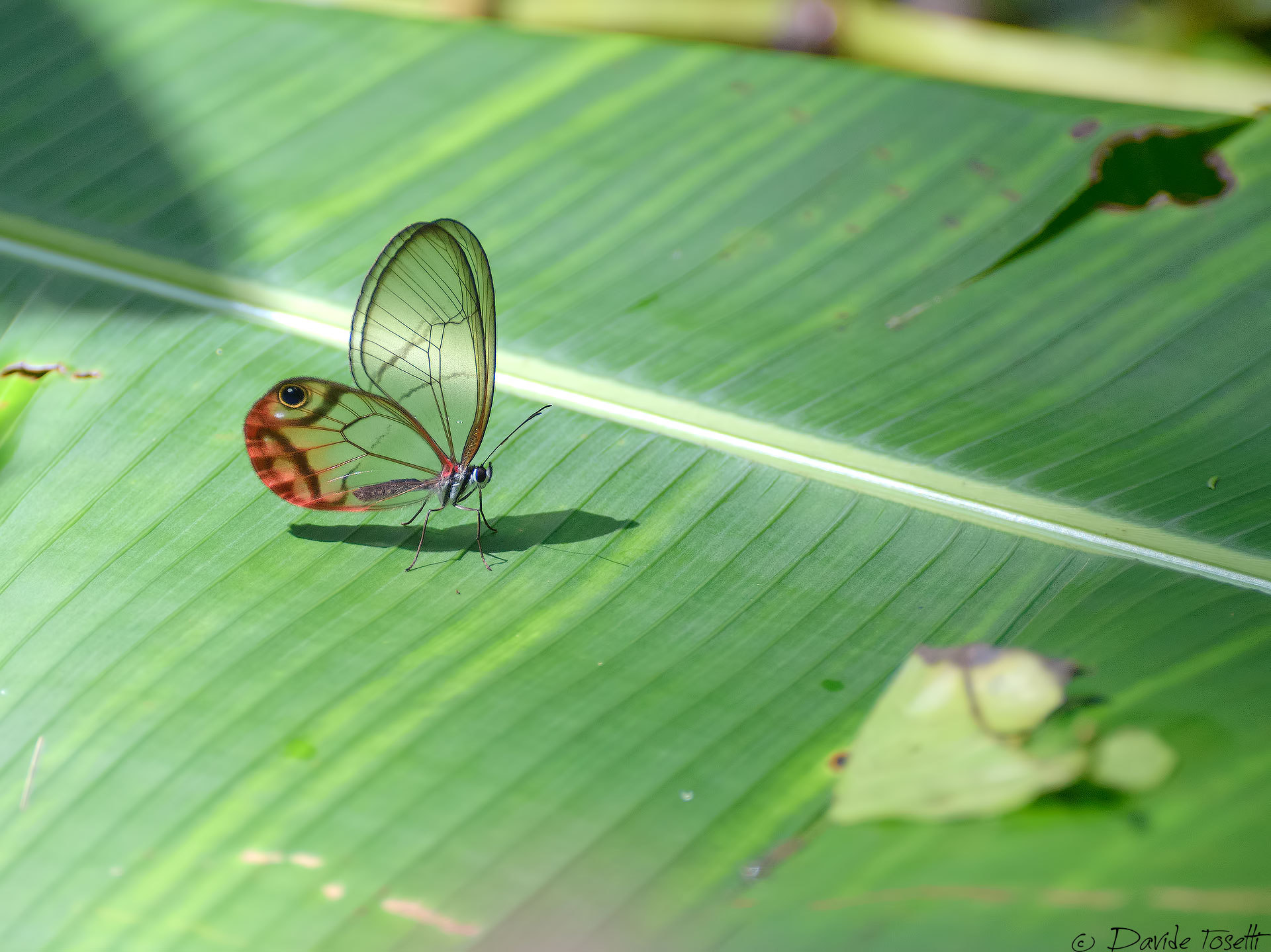 Glass butterfly