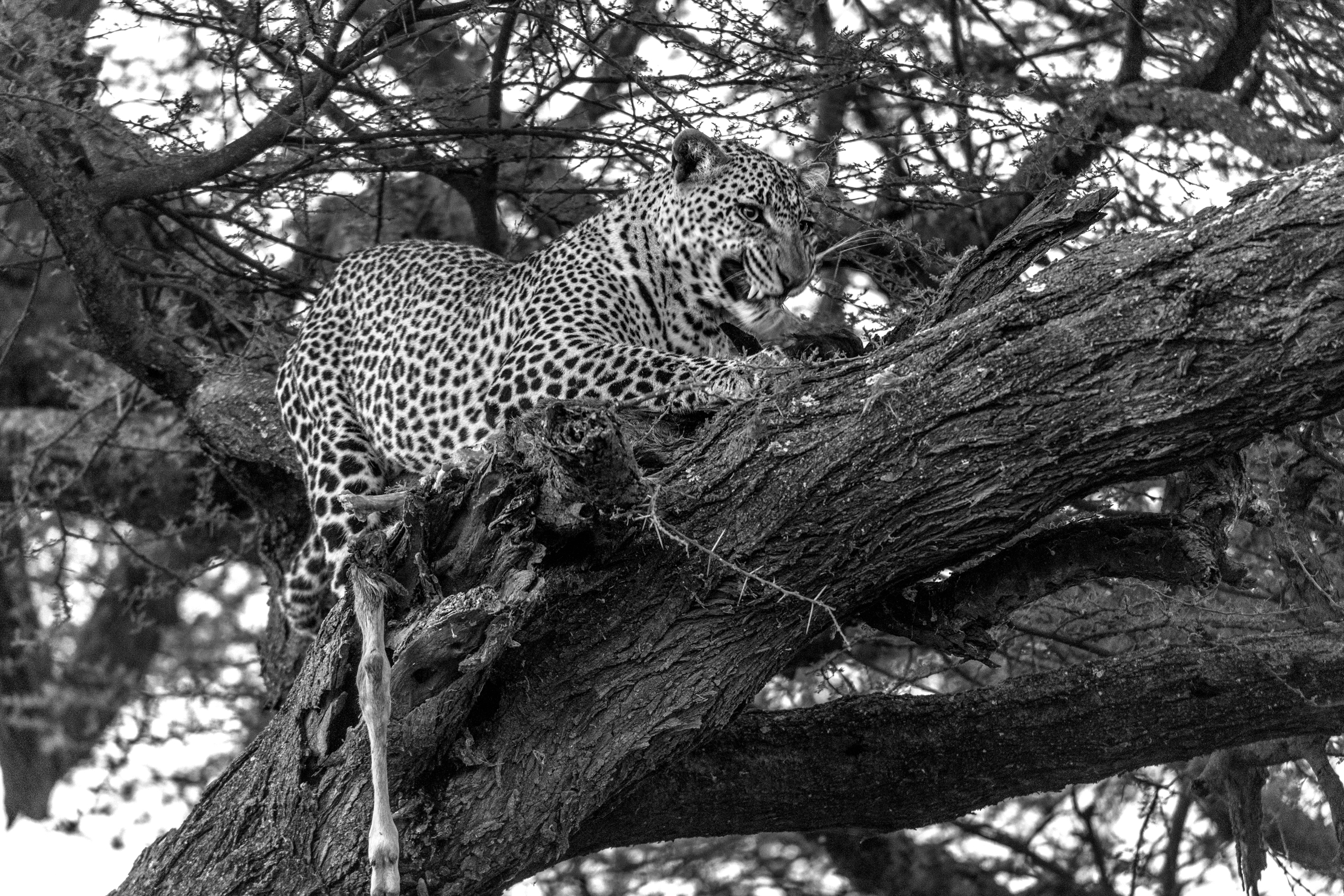 Tanzania 2015 - B&W