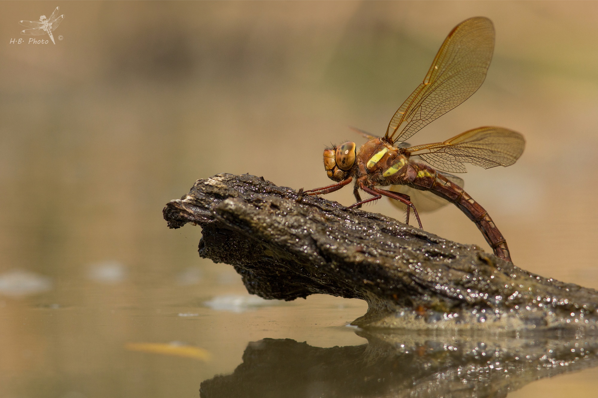 Aeshna grandis, female, oviposition