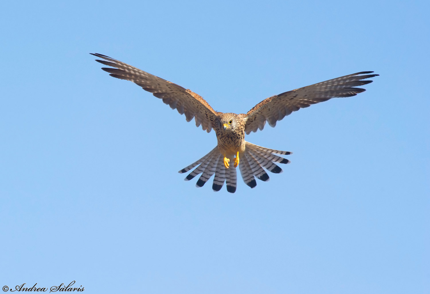 Grillaio (Falco Naumanni) - Spirito Santo