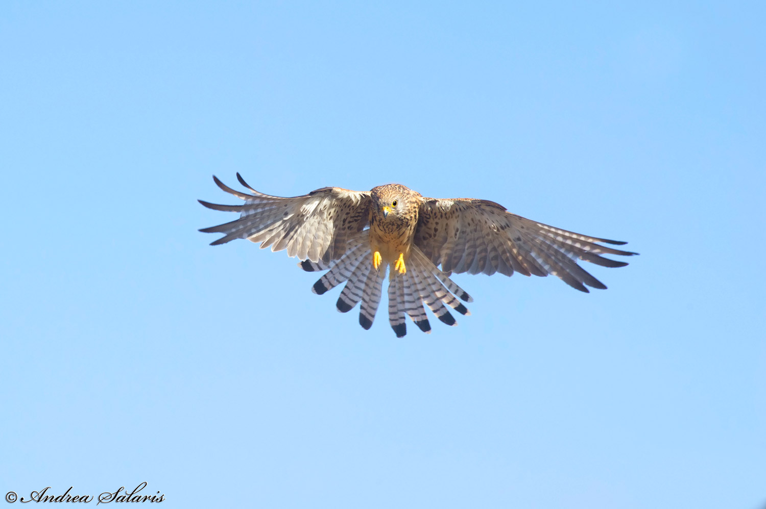 Grillaio (Falco Naumanni)