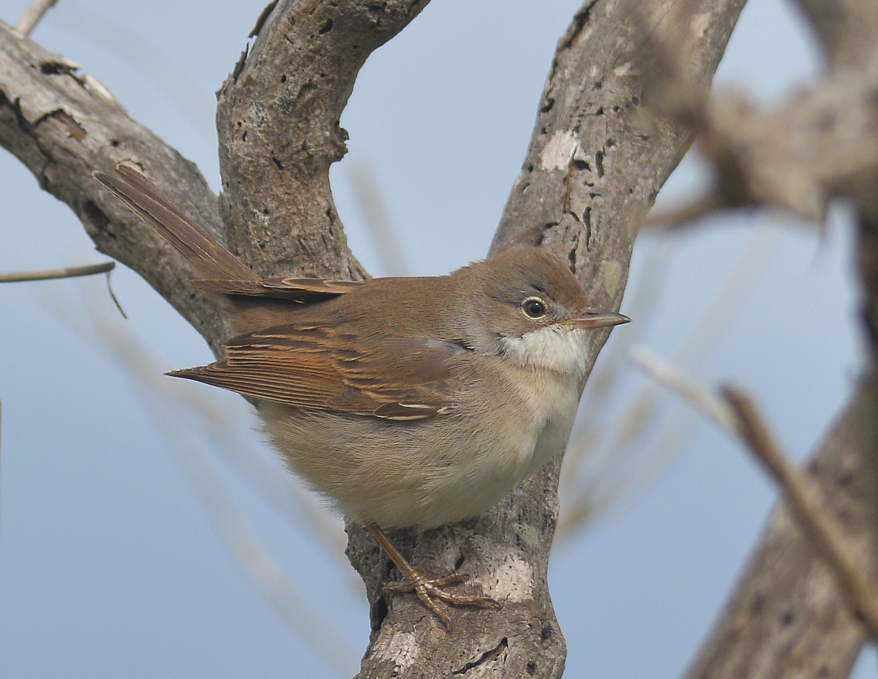 Whitethroat