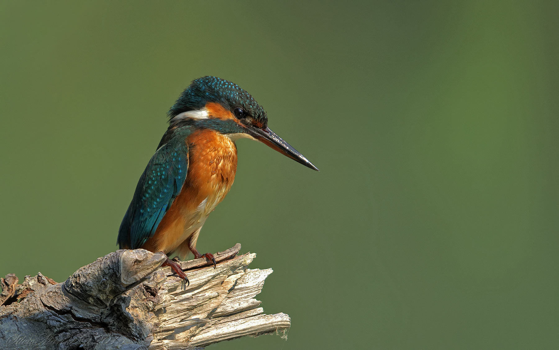 ( Martin pescatorAlcedo atthis) female