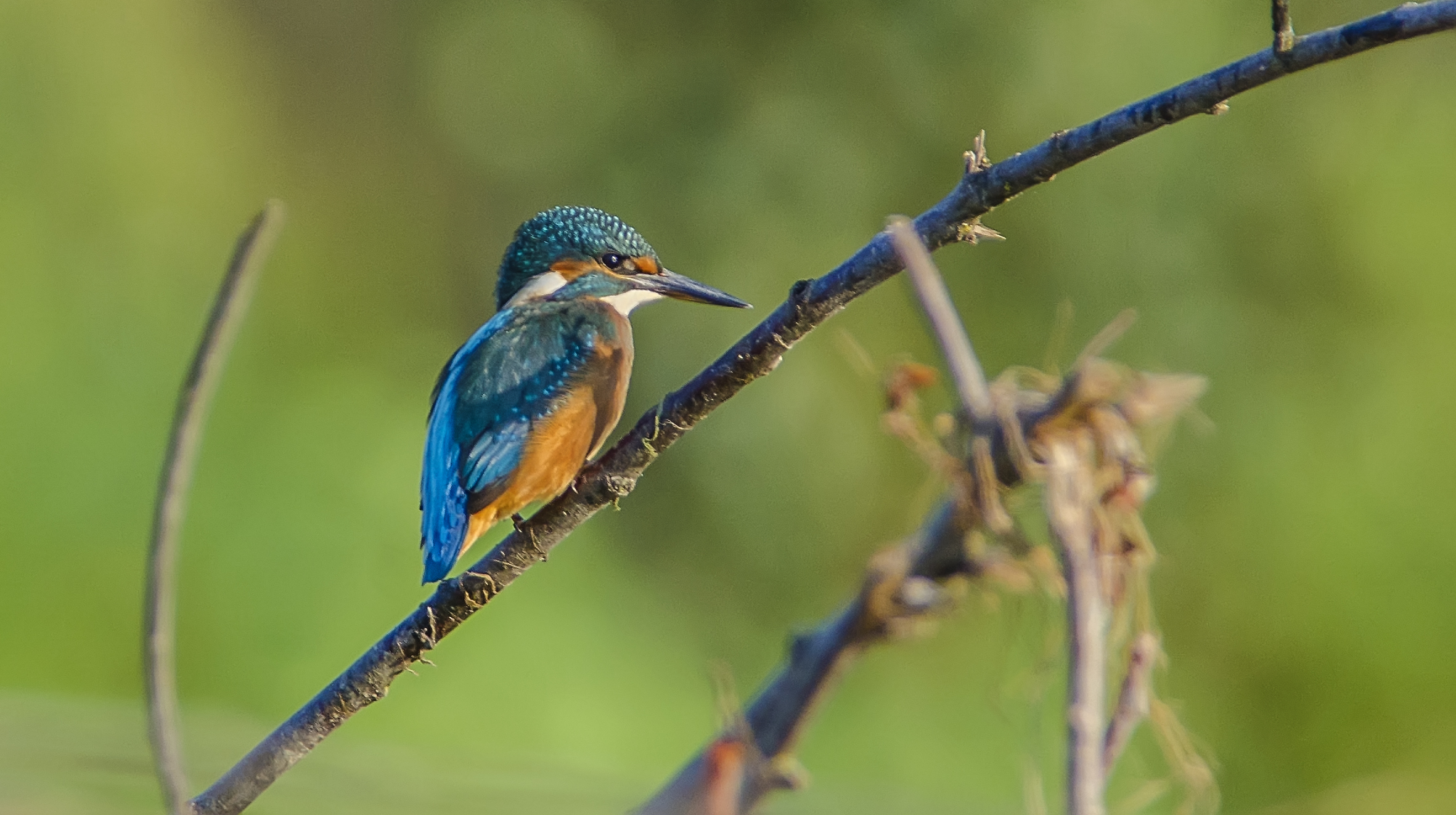 Kingfisher