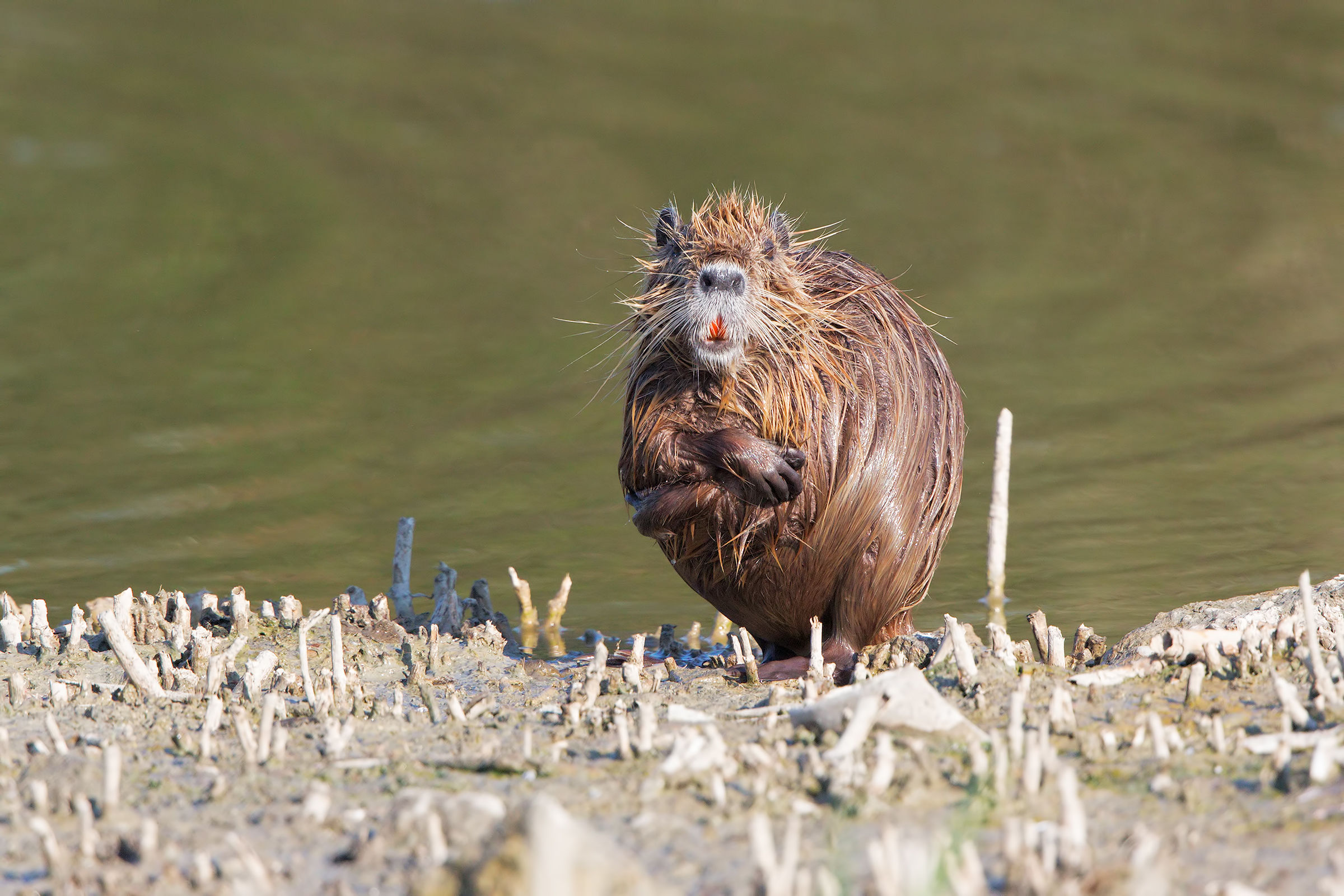 Ma che freddo fa...( 40 gradi )