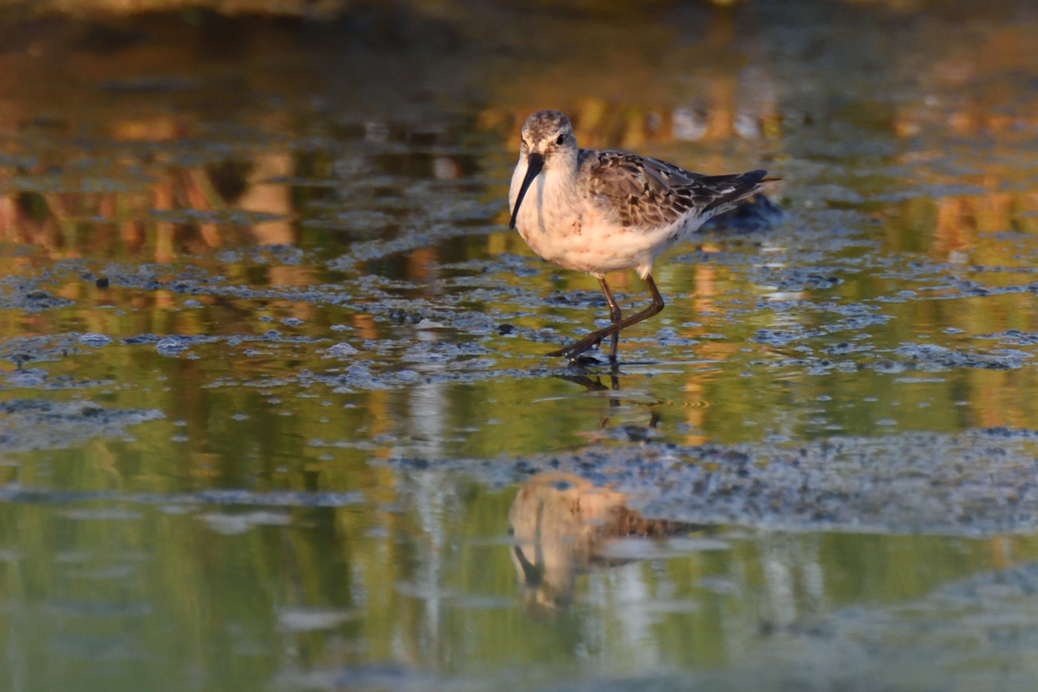Sandpiper