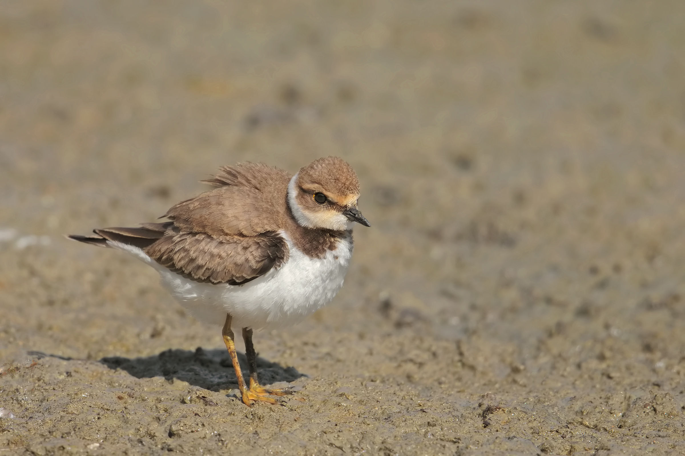 Little Ringed Plover