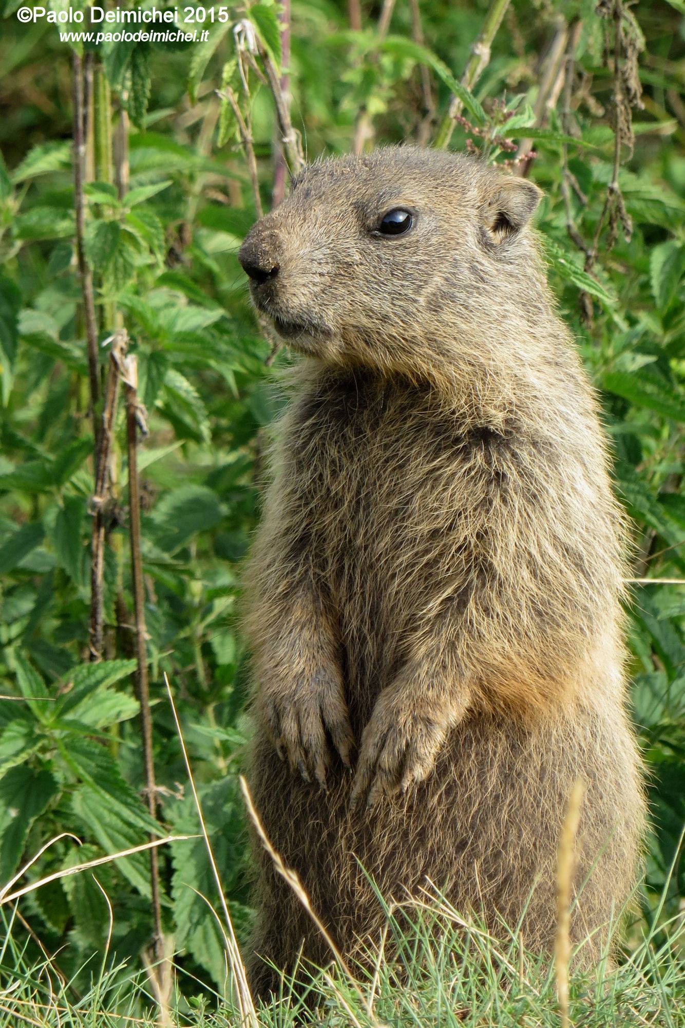 Young marmot (with compact camera)