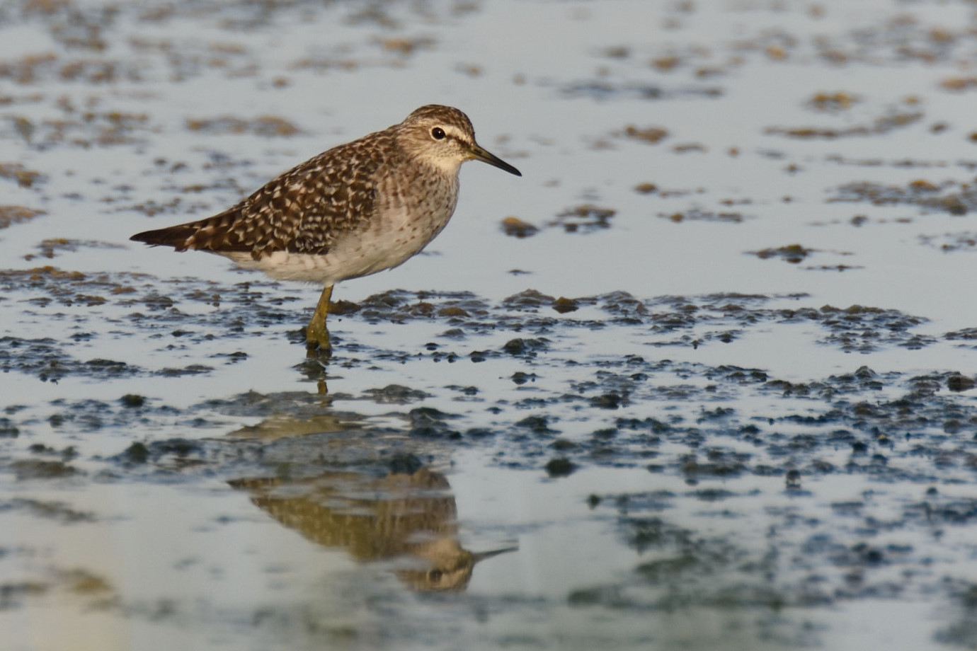 sandpiper boschereccio
