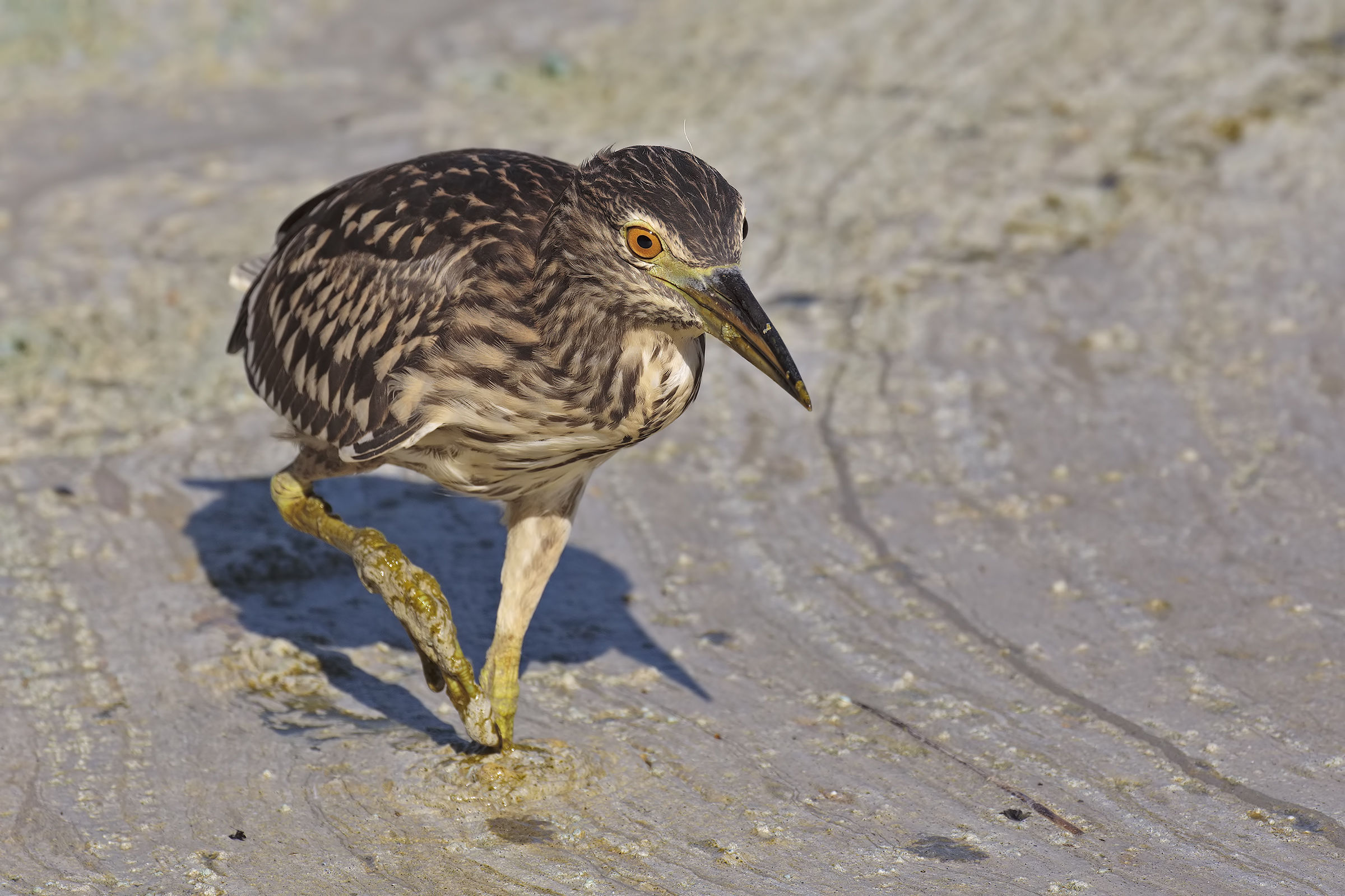 Night Heron