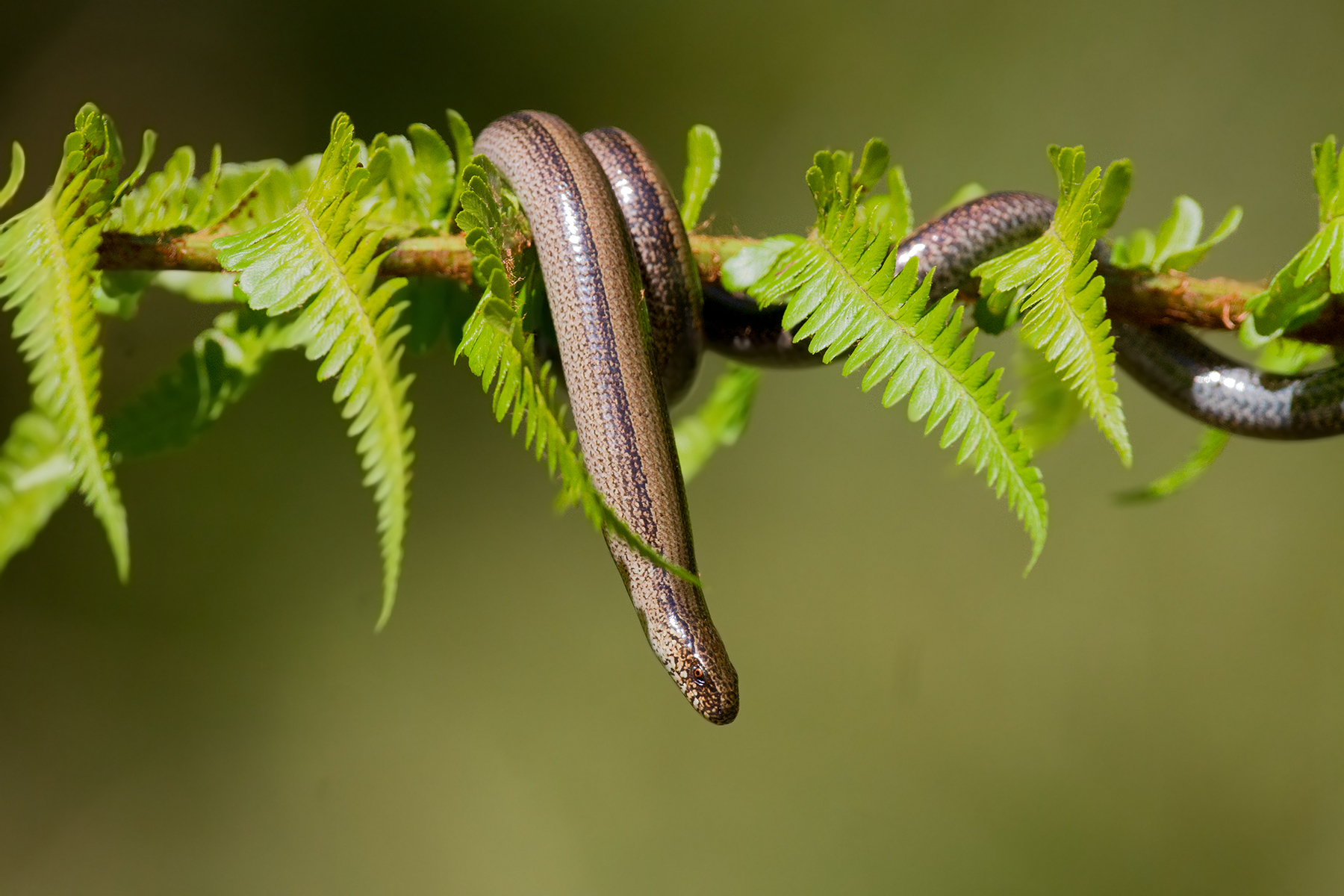 Orbettino - Anguis fragilis