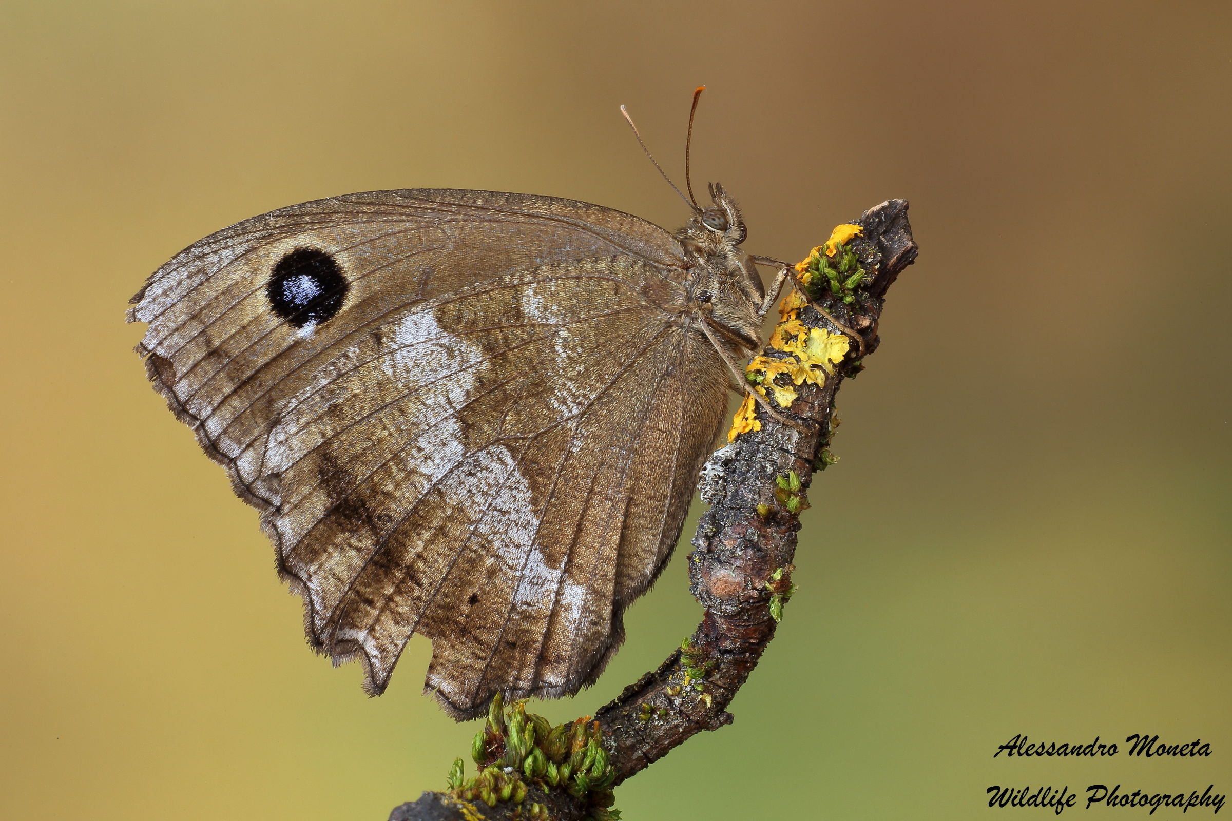 First meeting with the Minois Dryas