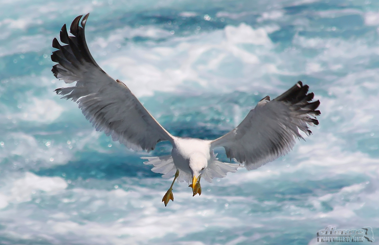 The Angel of the Sea