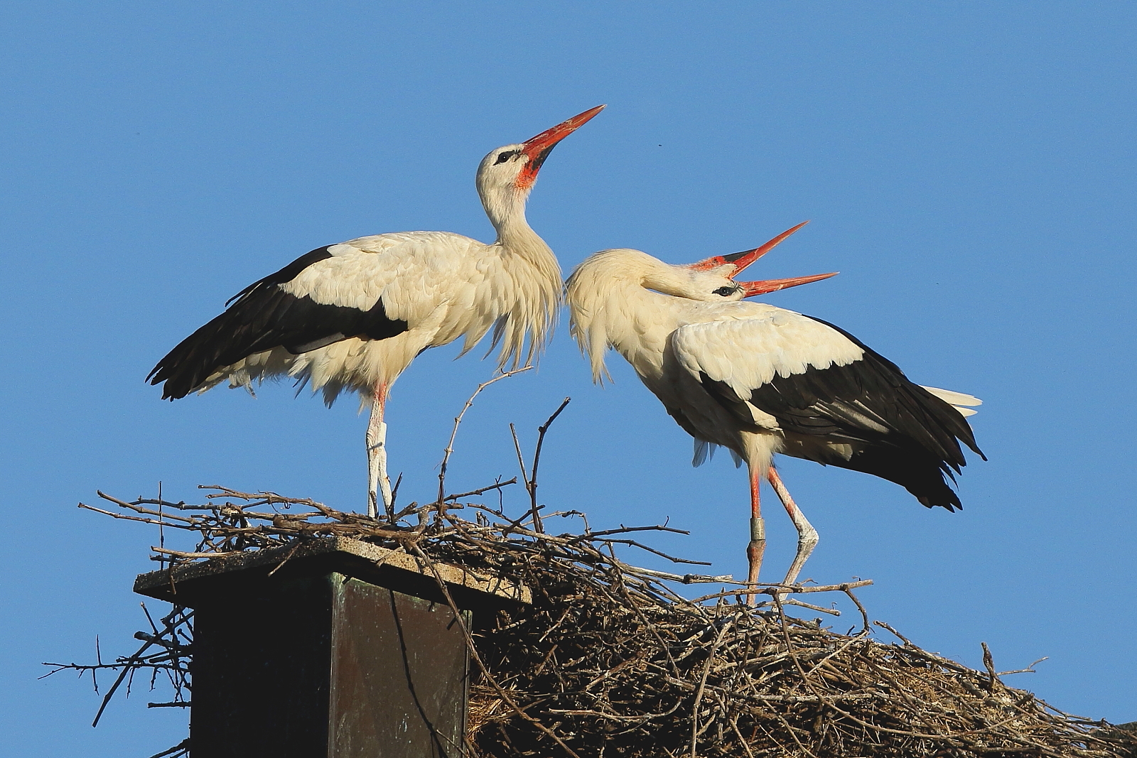 Cicgne Alsace Hunawhir