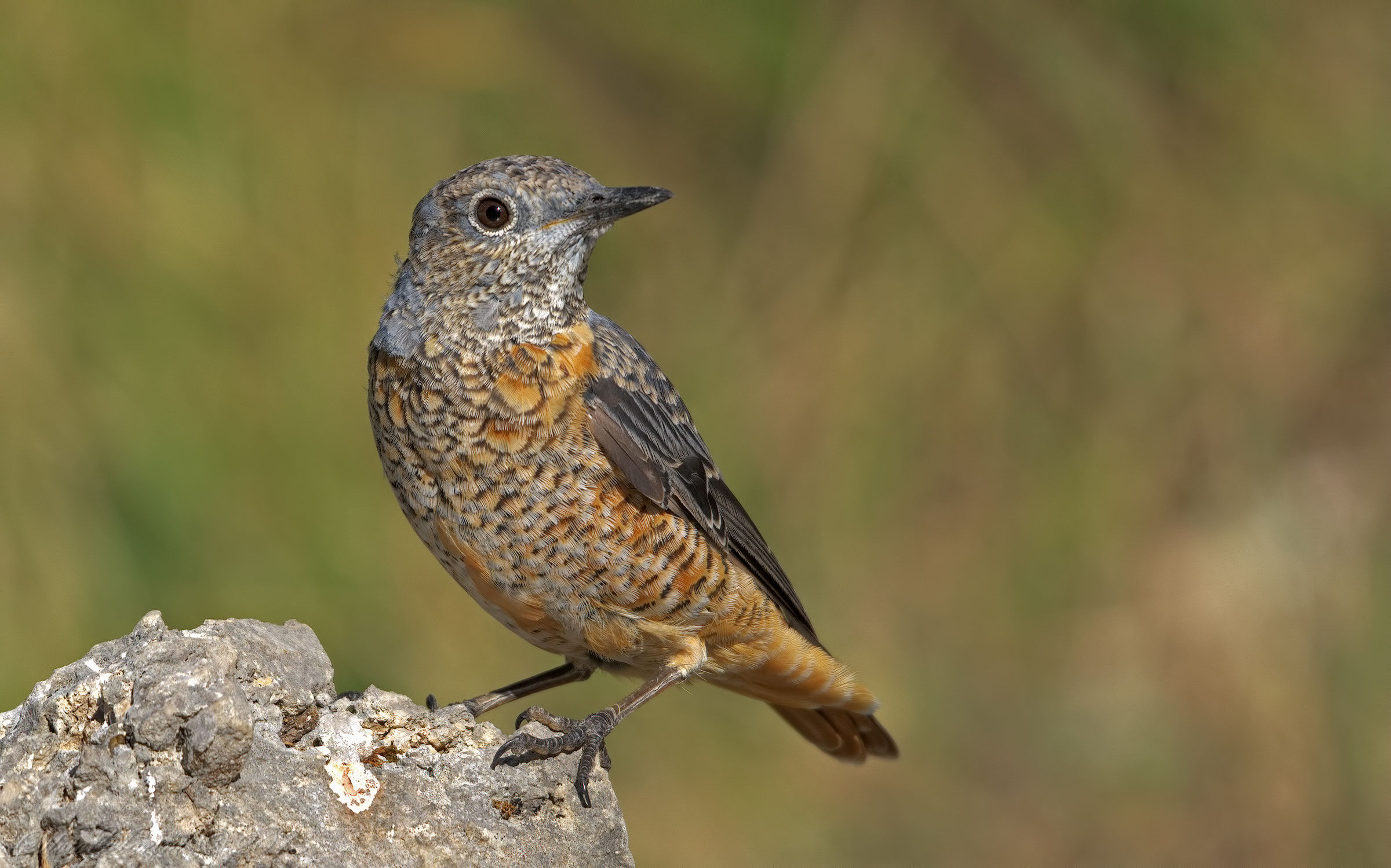Codirossone (Monticola saxatilis) maschio adulto in mut