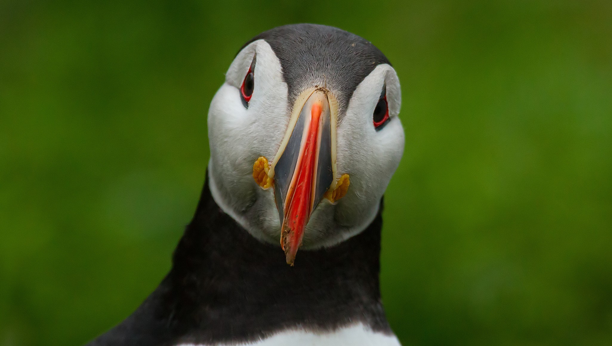 Puffin