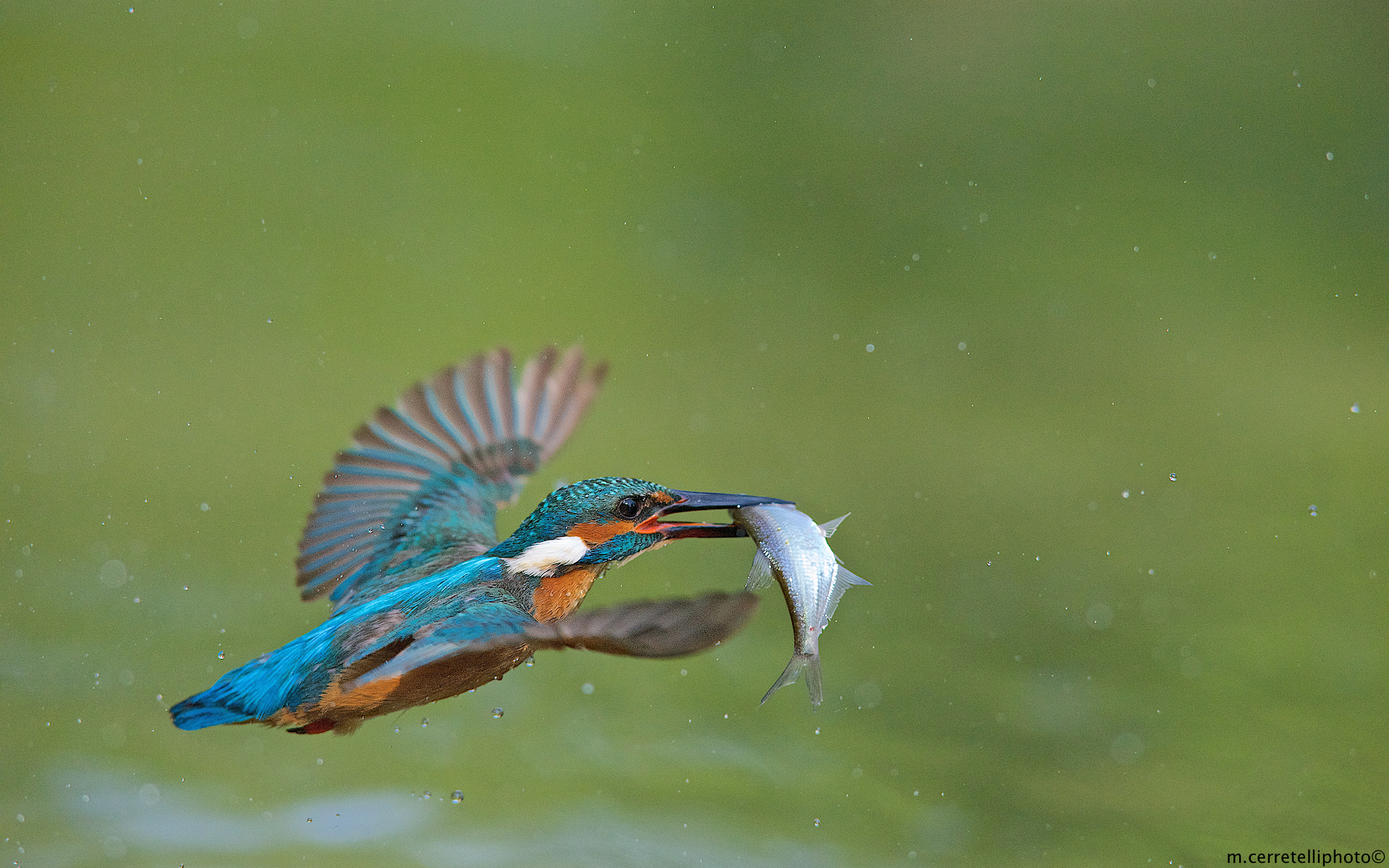 kingfisher