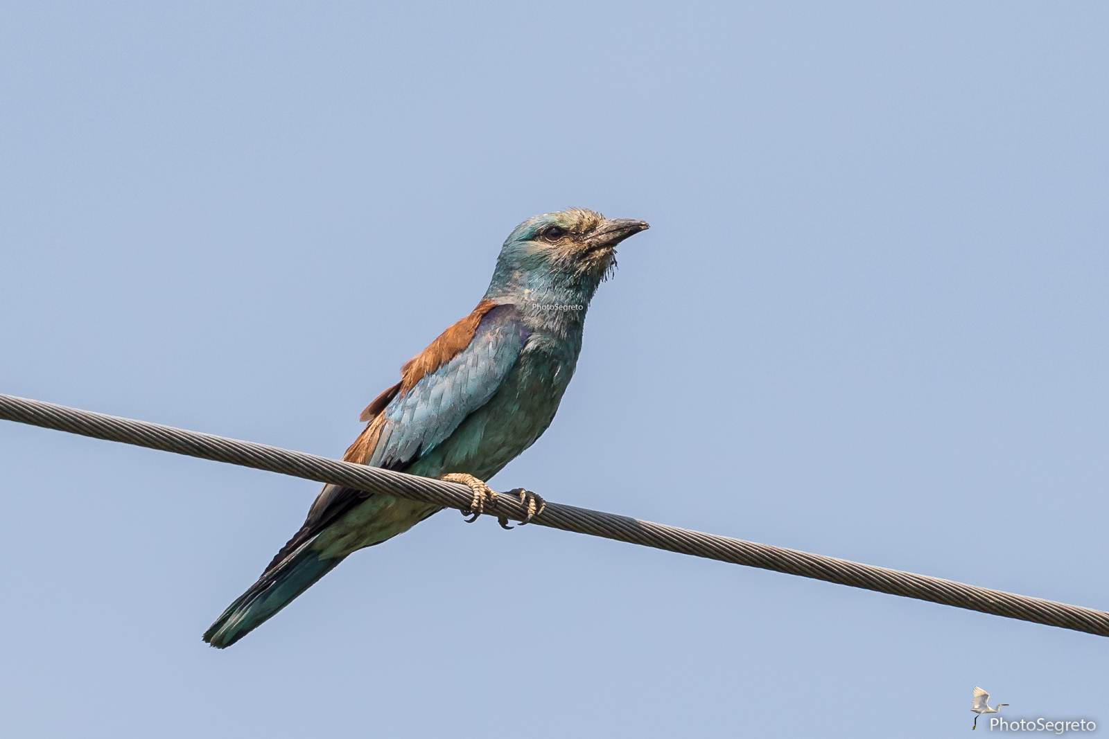 European roller ... "beccosporco"!