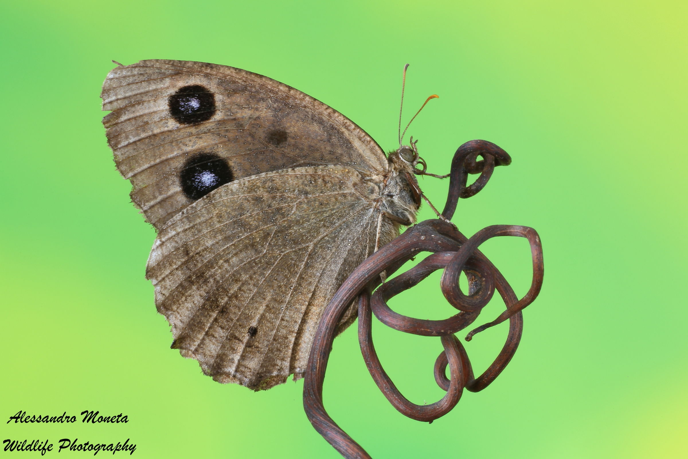 Second meeting with the Minois The Dryas