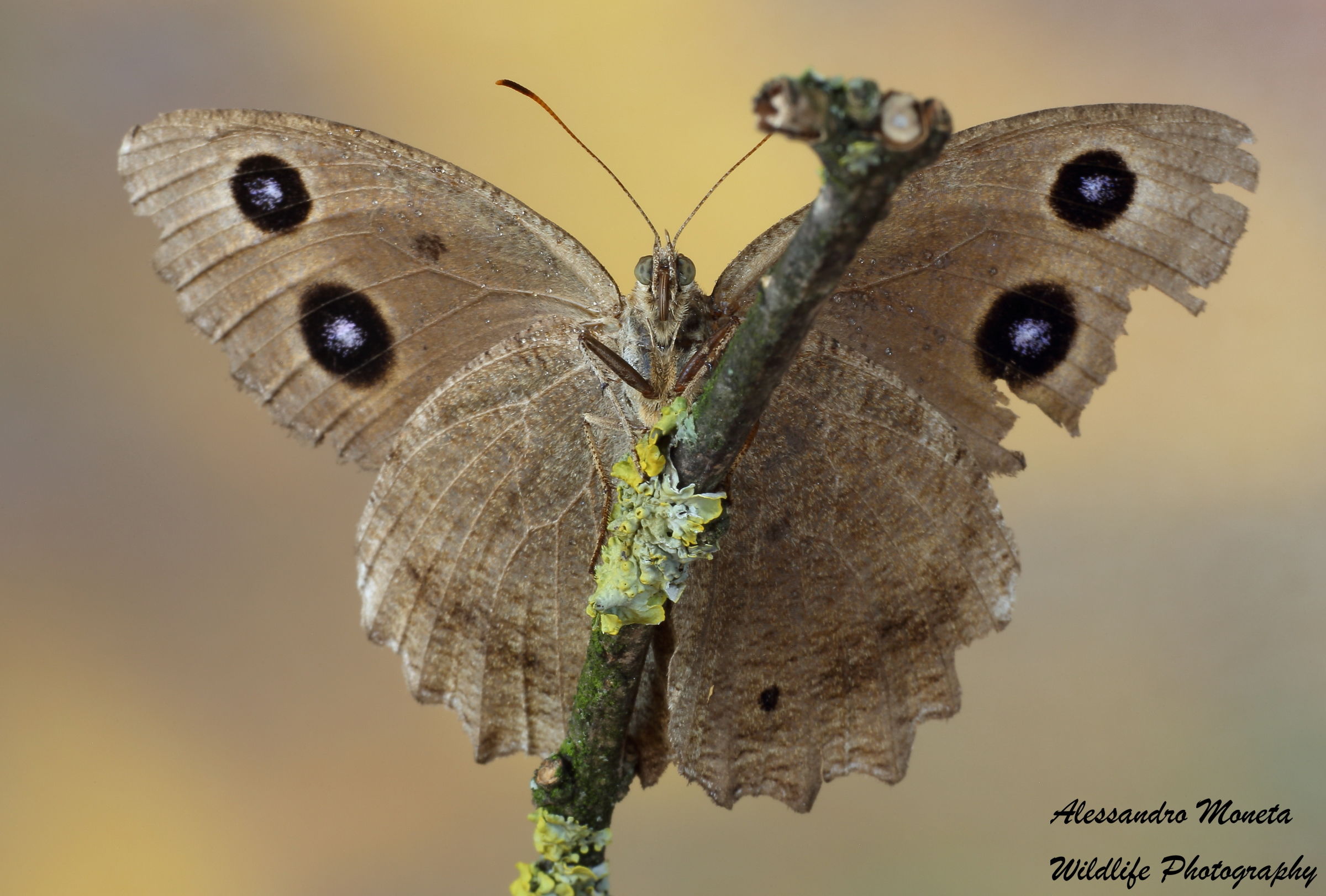 Second meeting with monois Dryas II