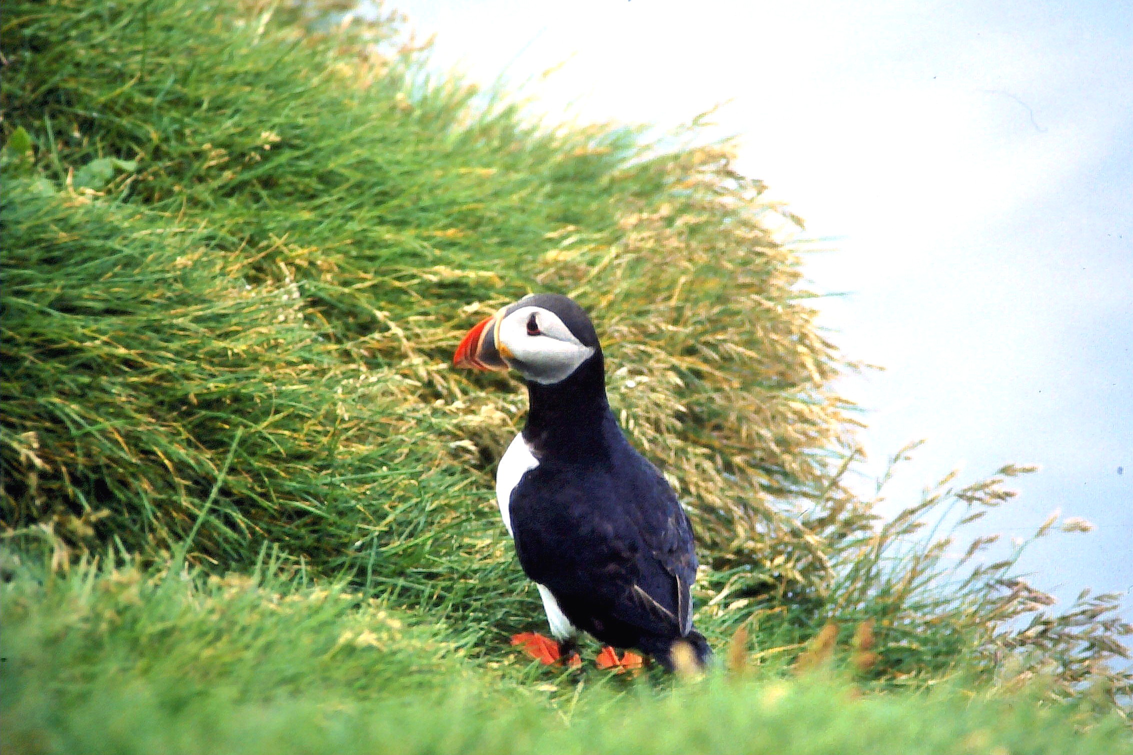 The rest of the Puffin