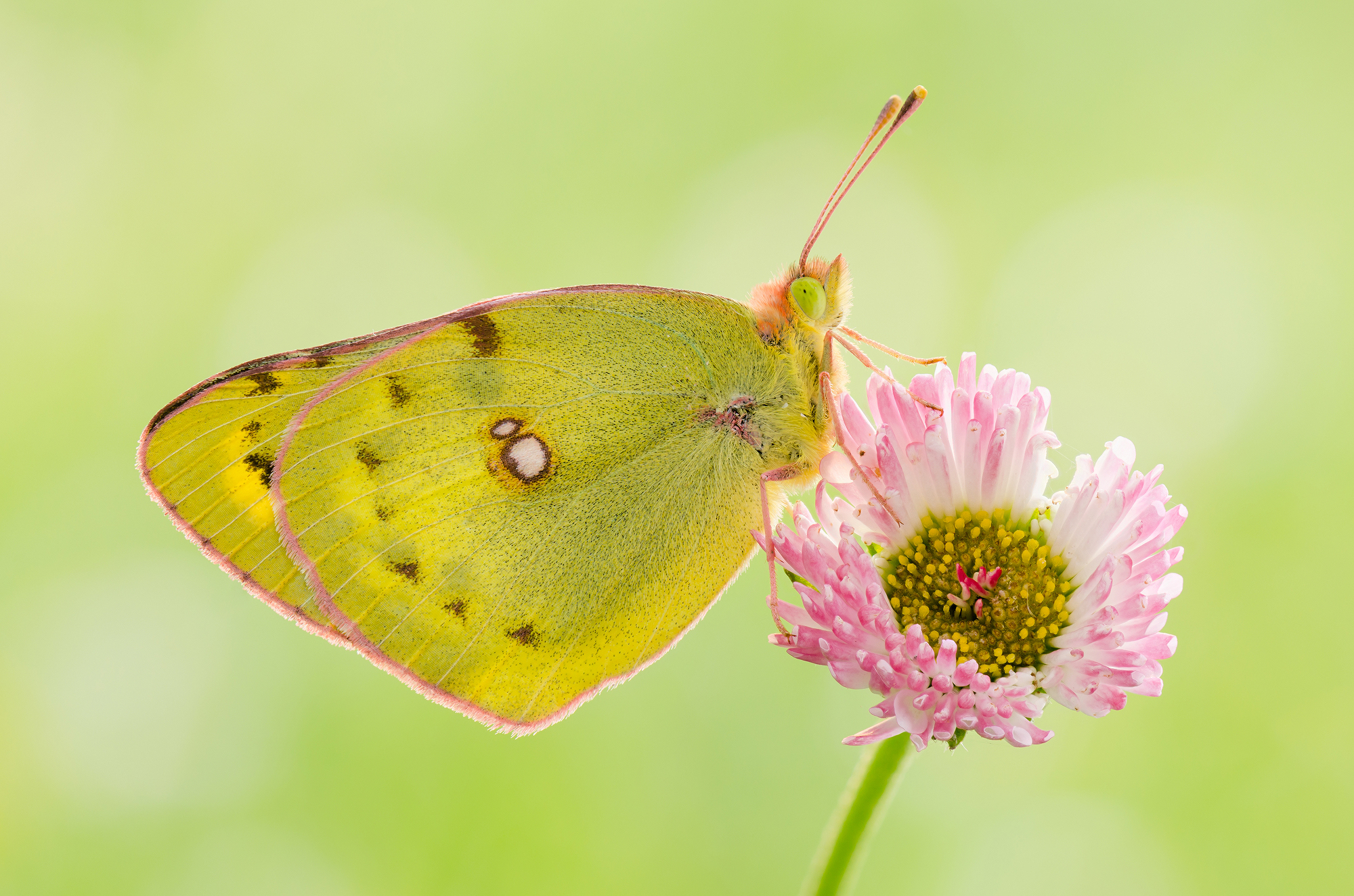 Colias myrmidone