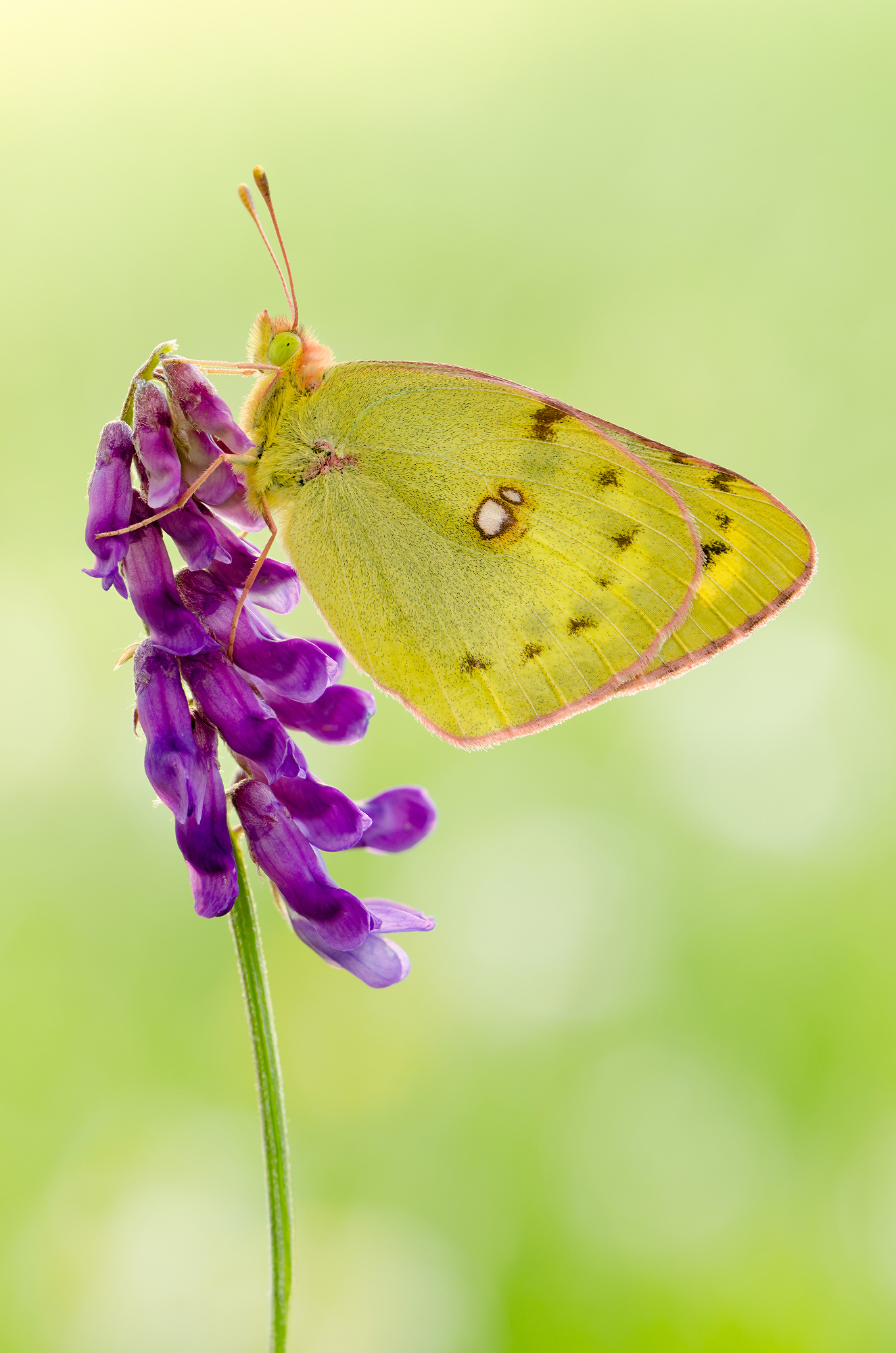 Colias myrmidone
