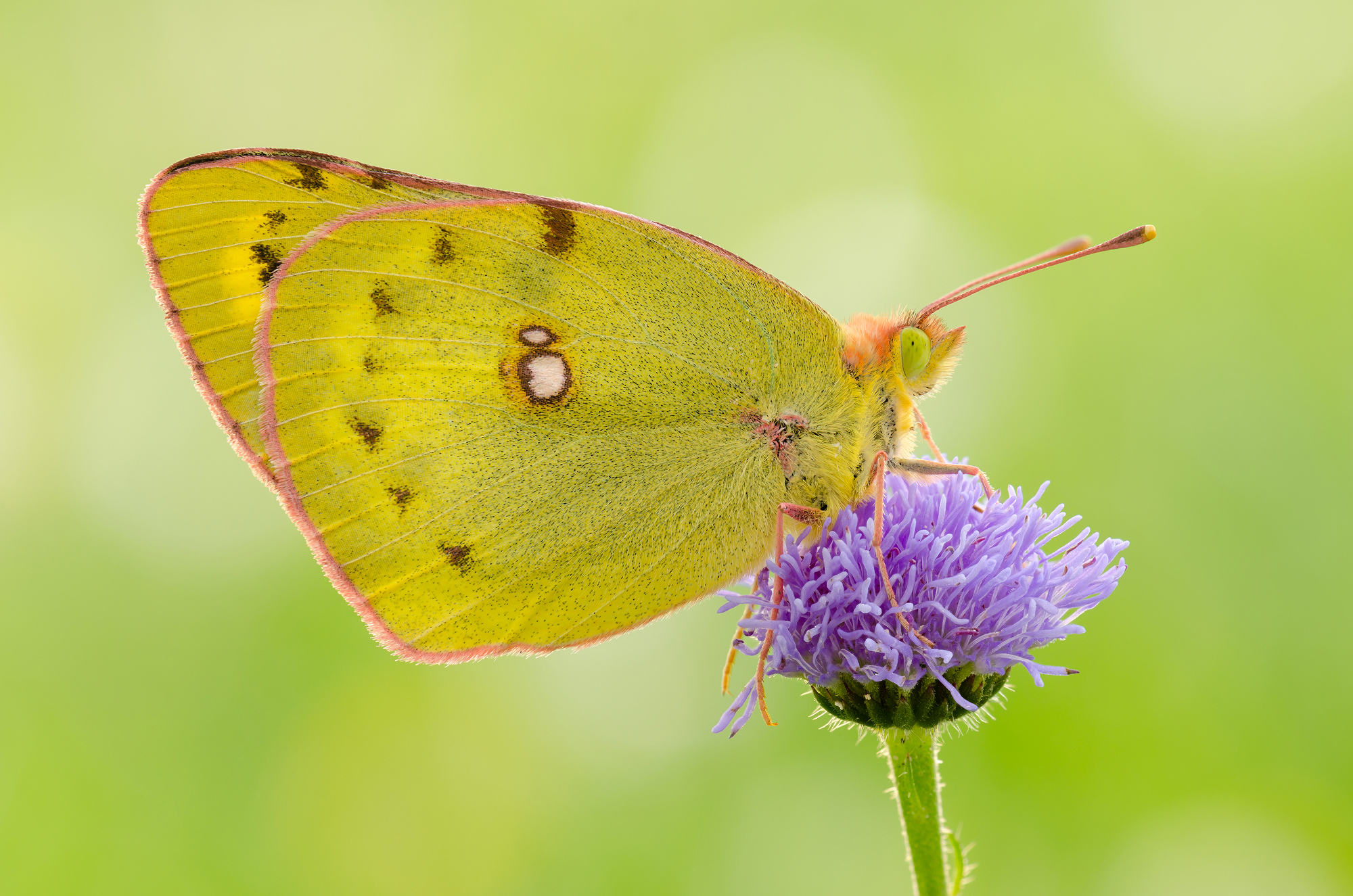 Colias myrmidone