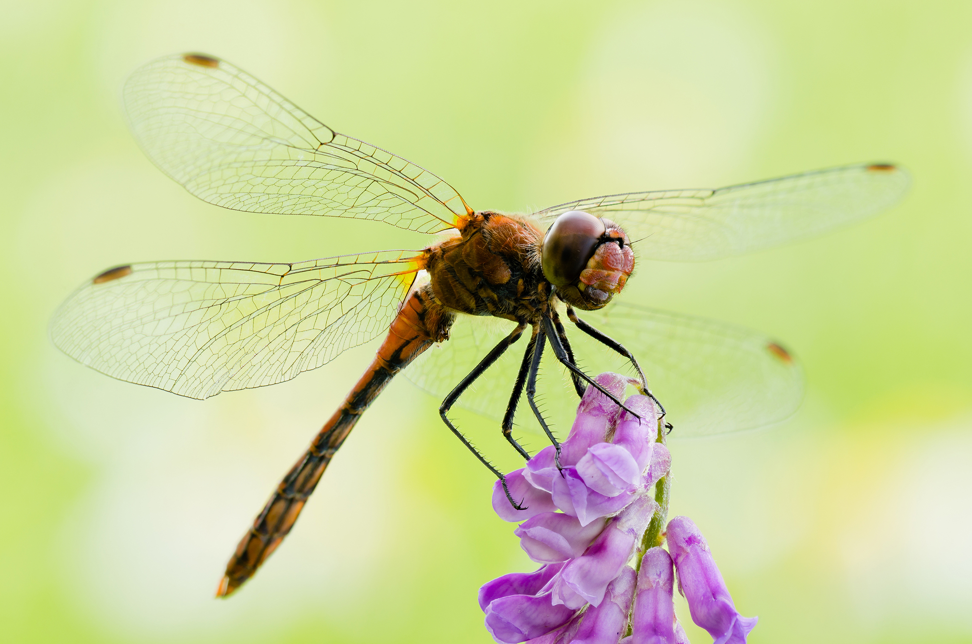 Sympetrum sanguineum