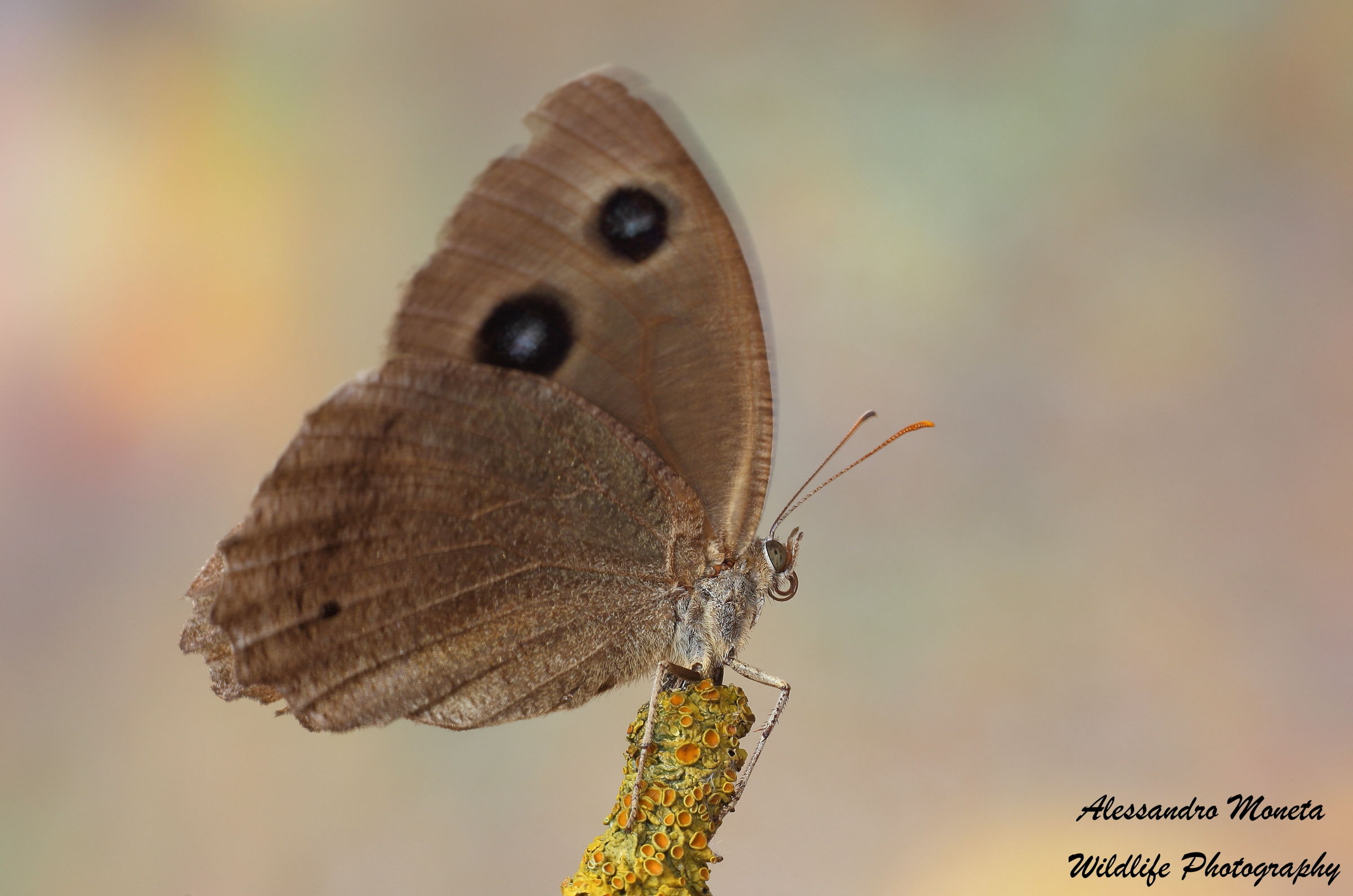 Second meeting with the Minois Dryas III