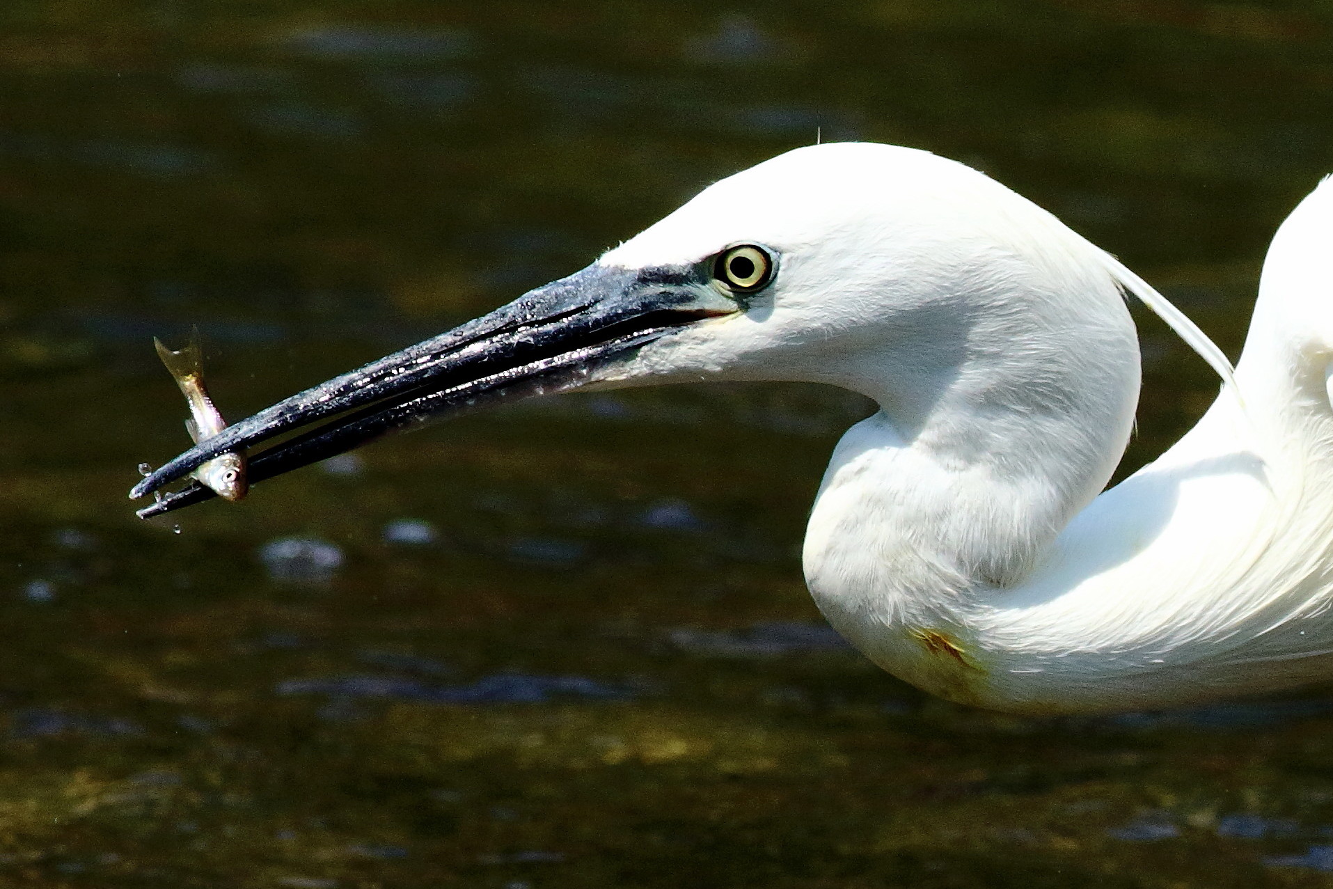 Egret with minnow