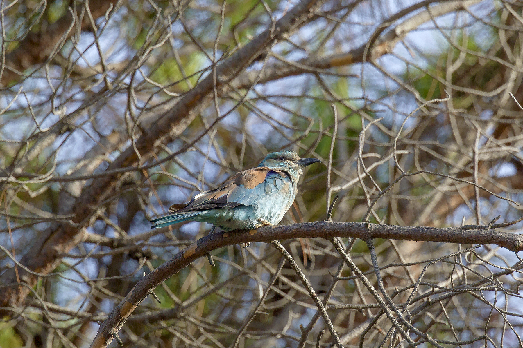 Ghiandaia su pino marittimo