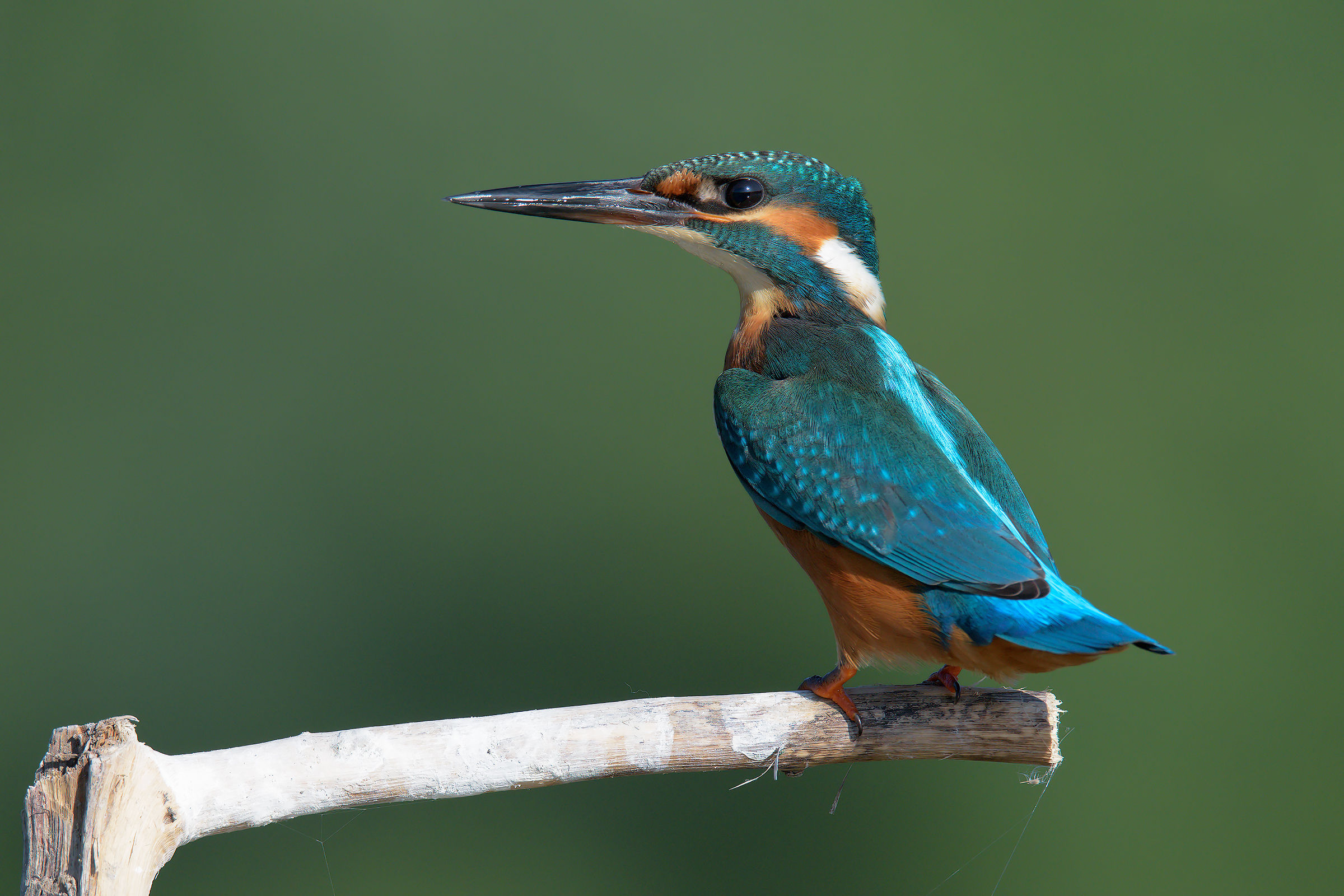 Al sorgere del sole ...