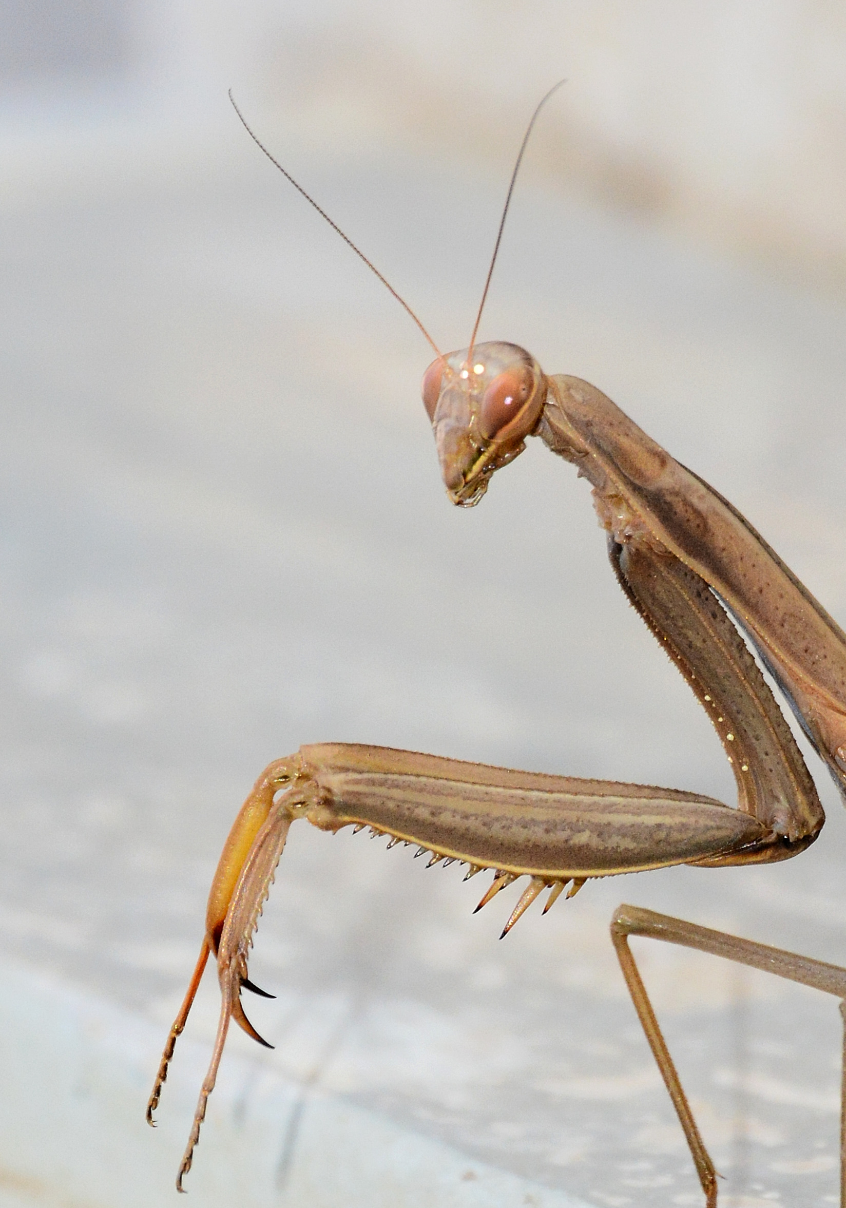 Praying mantis