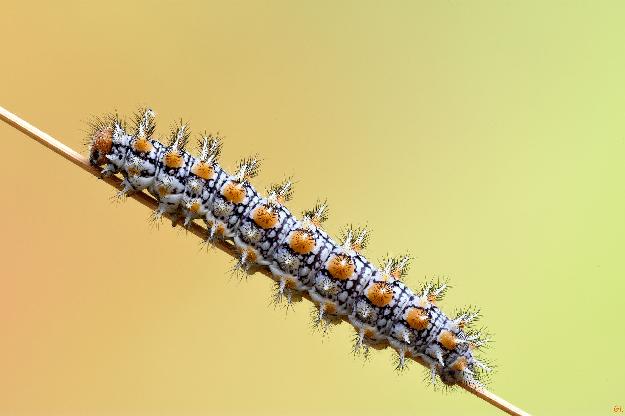 Caterpillar ... (Melitea)