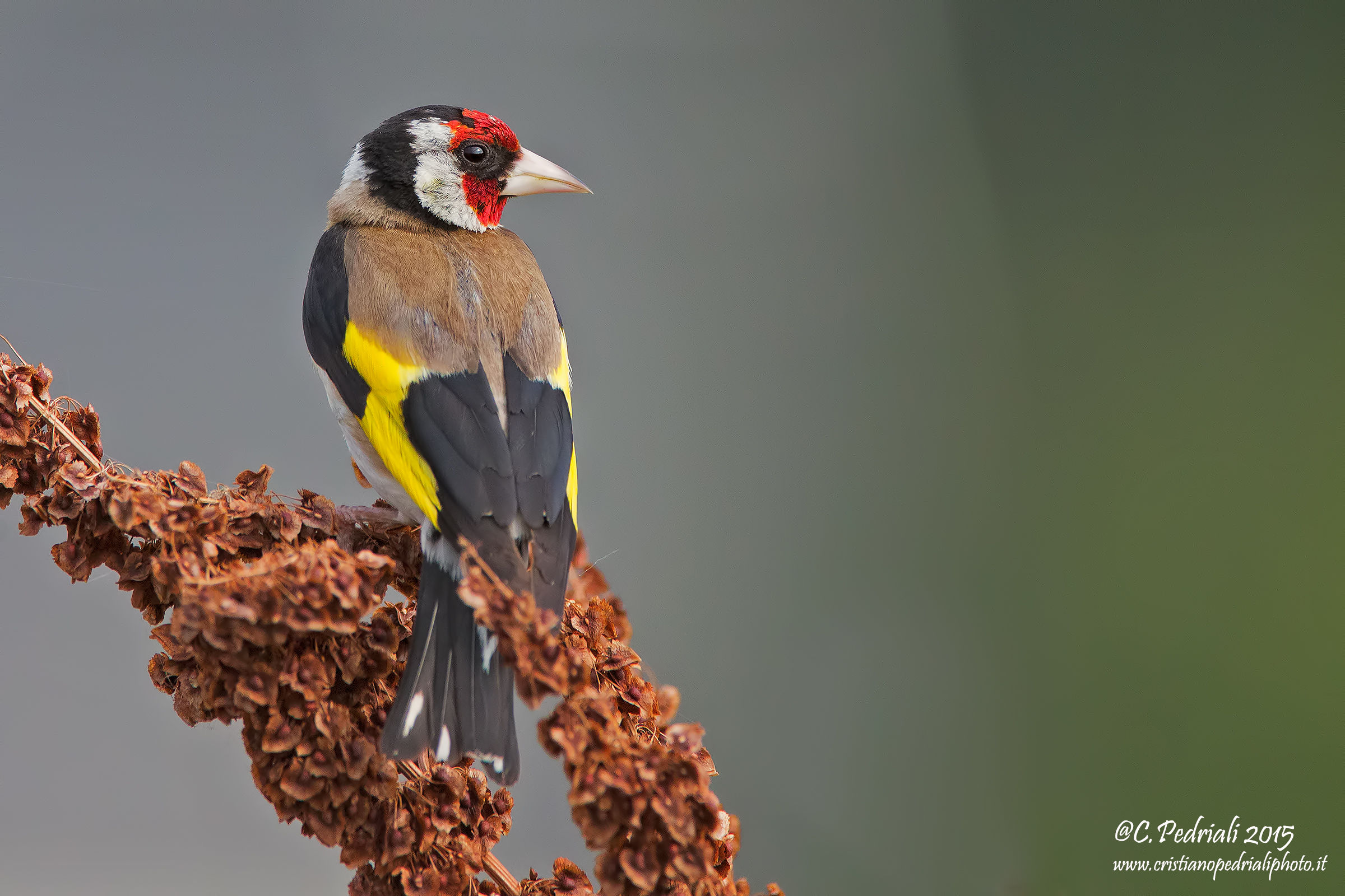 Goldfinch ...