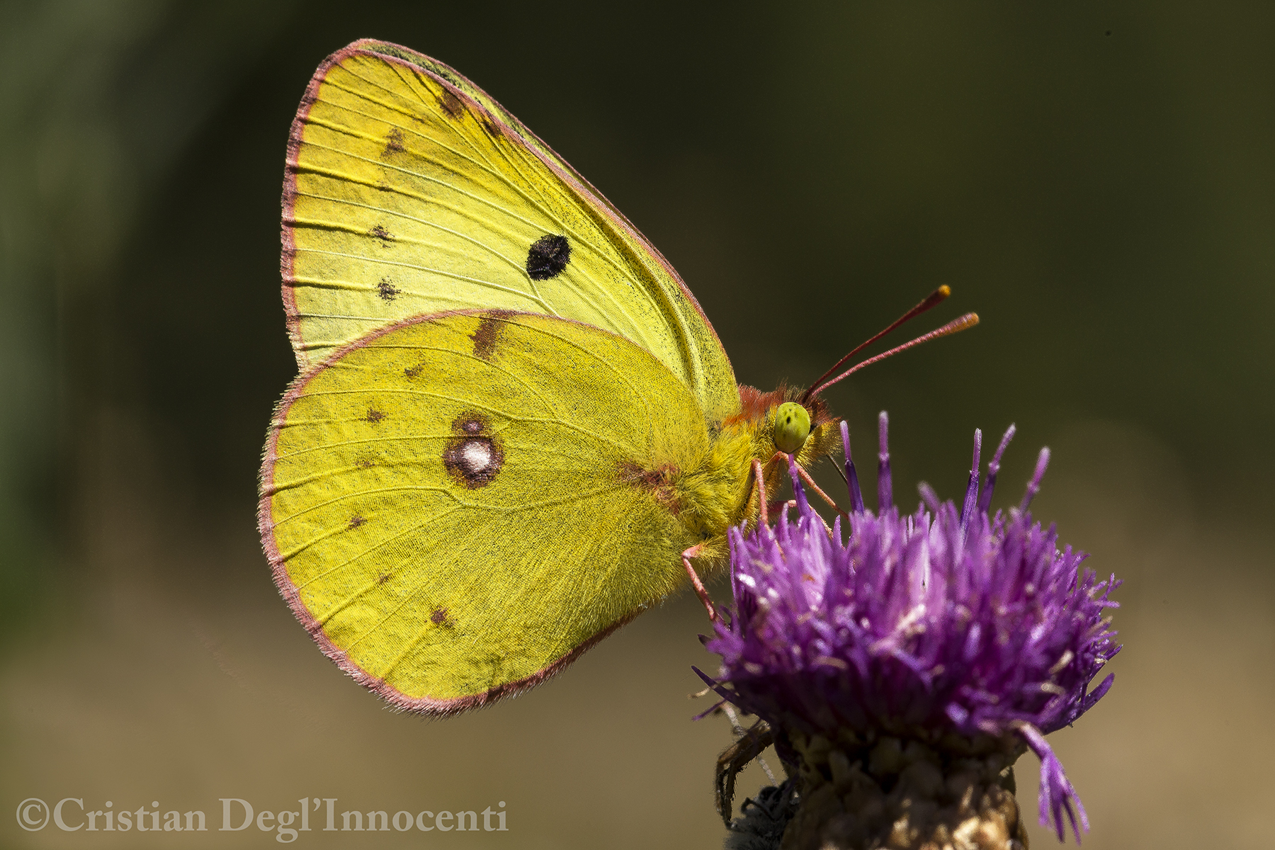Colias crocea