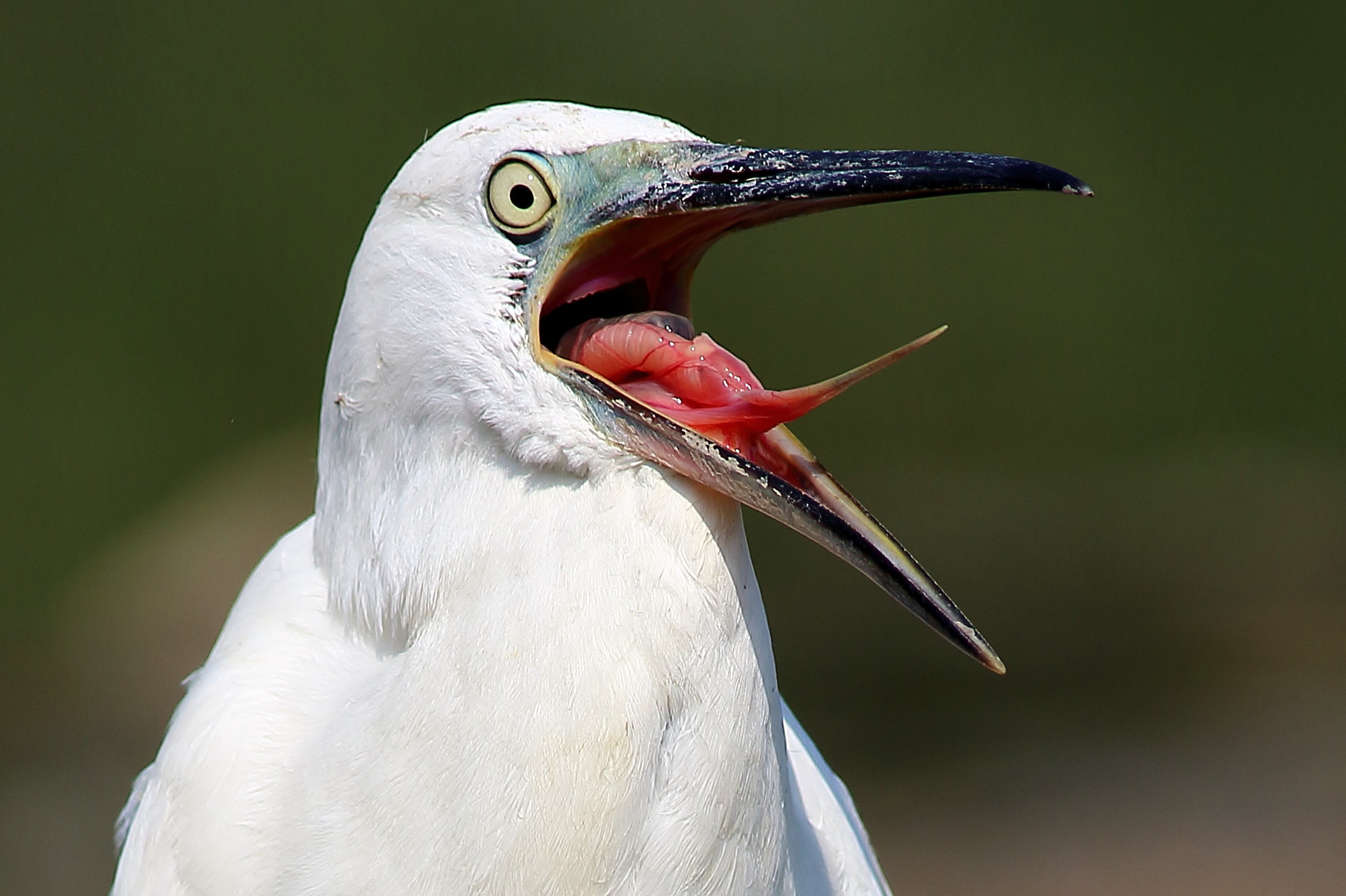 le linguacce della garzetta
