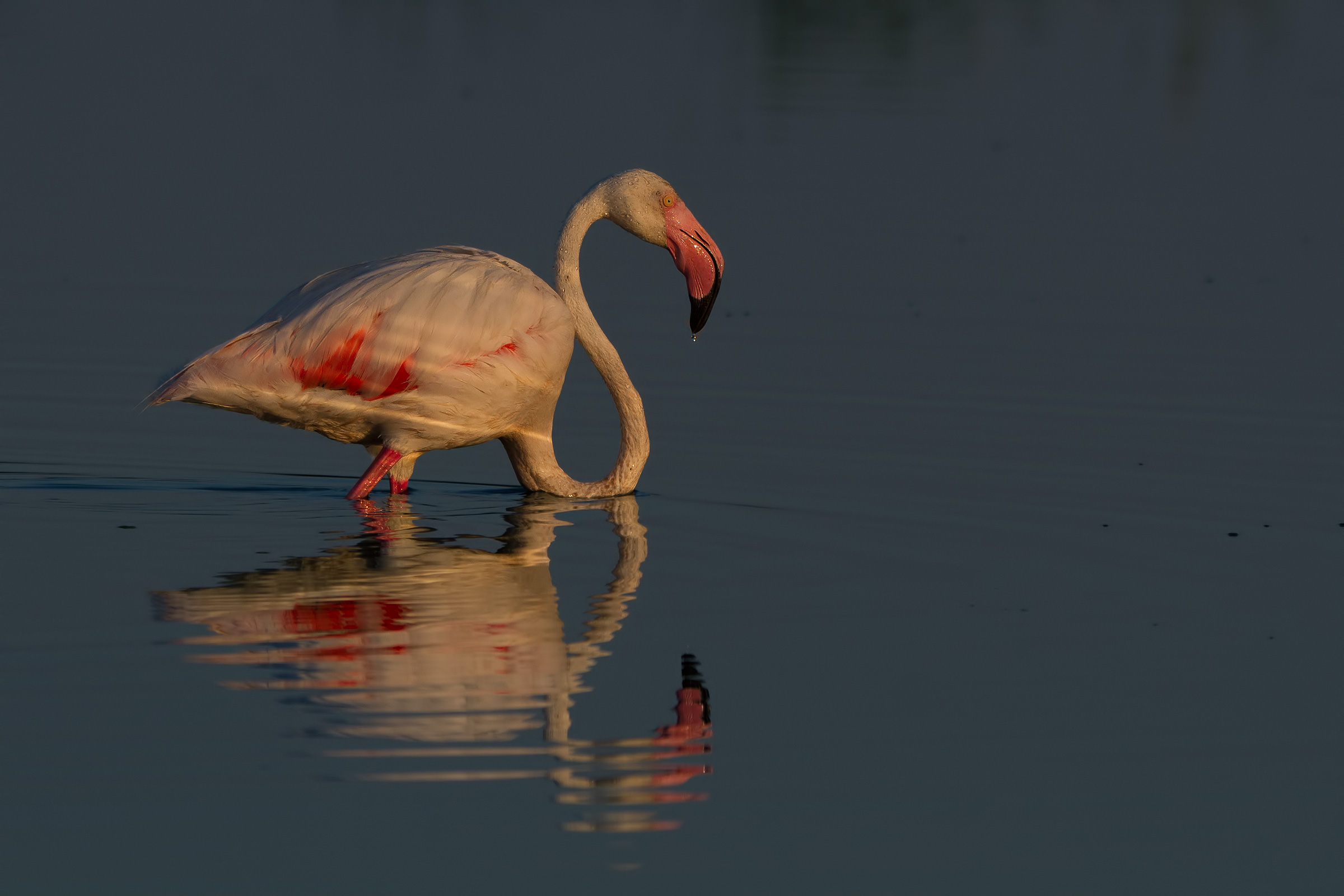 Pink flamingo (Phoenicopterus roseus) All 'dawn