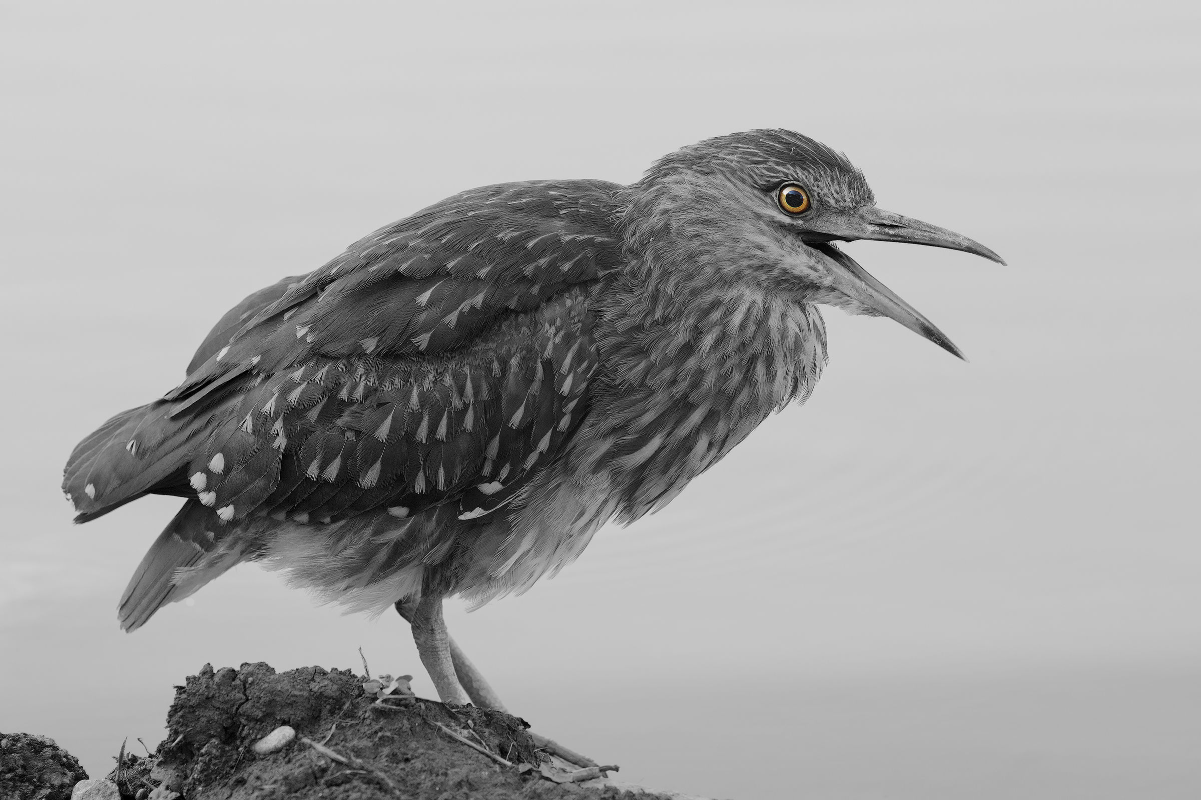 Young night heron (variant)