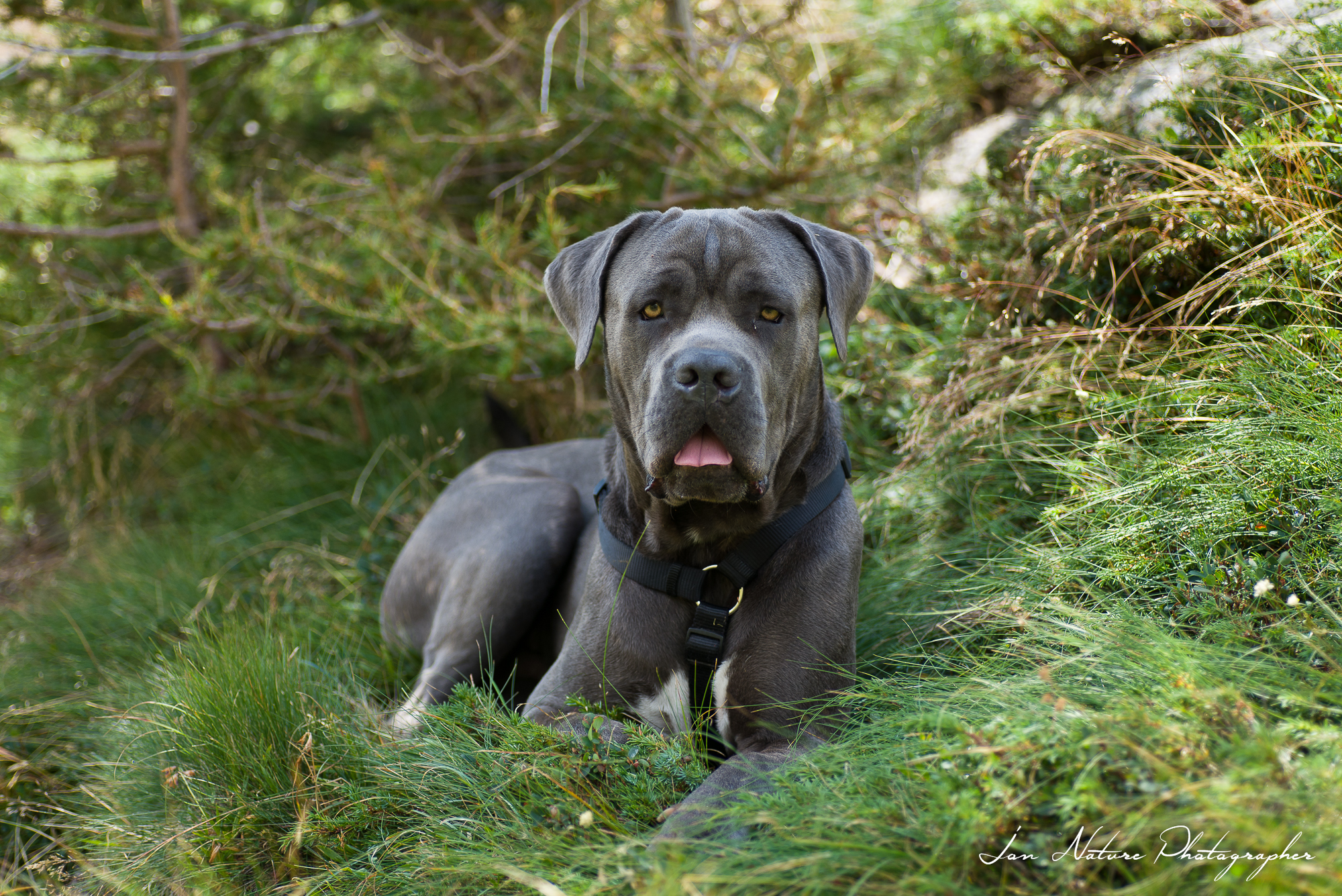 Iron, riposo dopo una lunga camminata in Val Di Mello