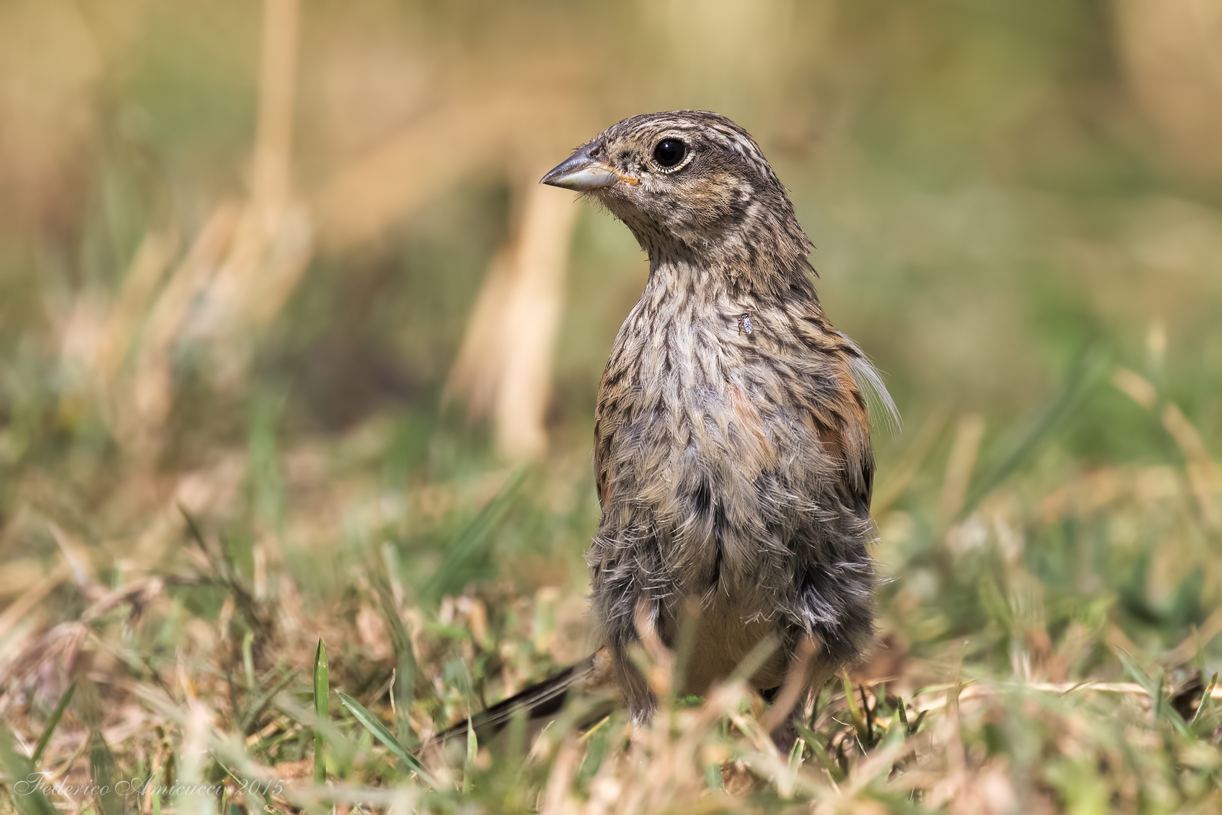 Zigolo Muciatto (Emberiza cia)