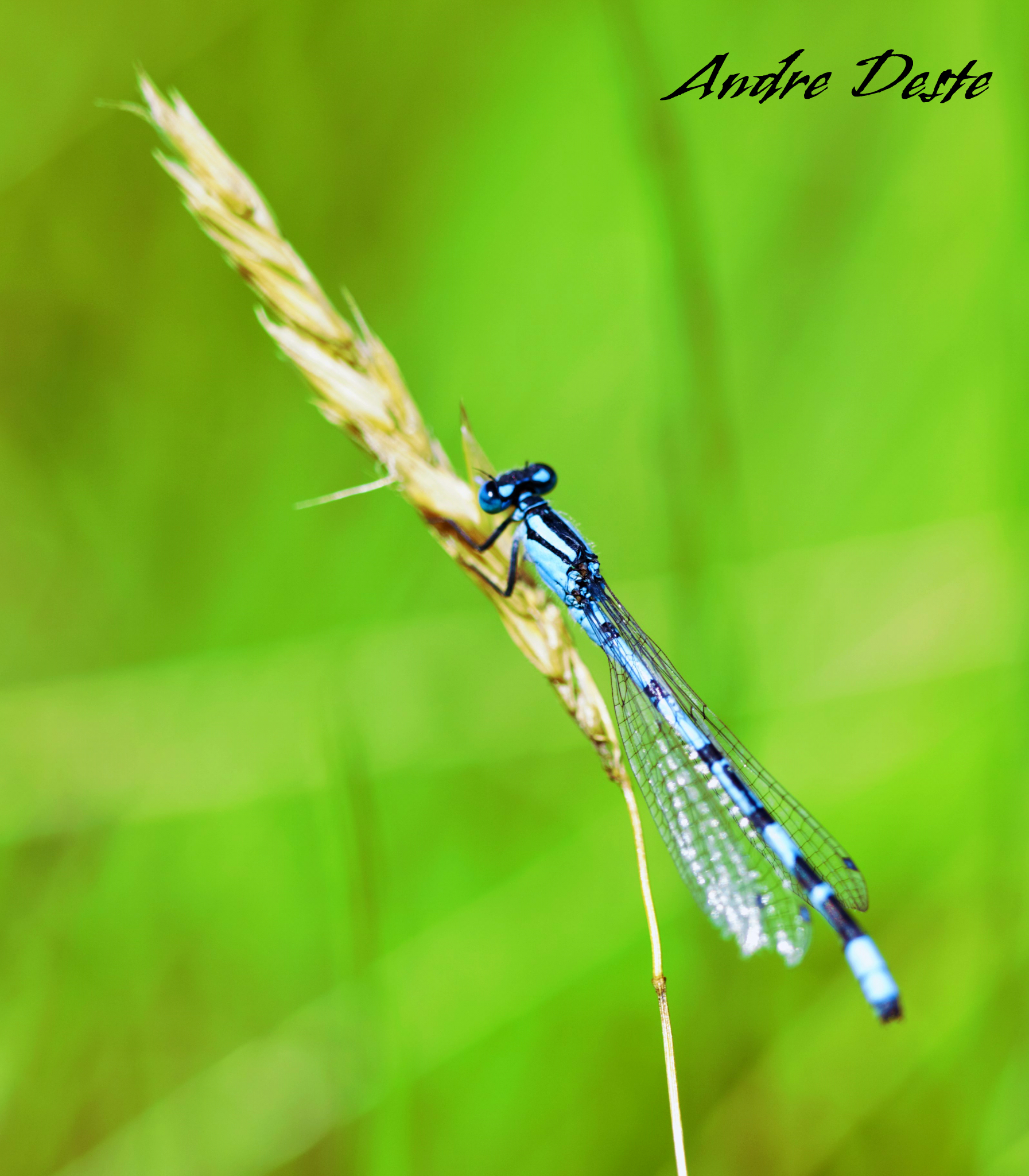 The maid of blue lakes