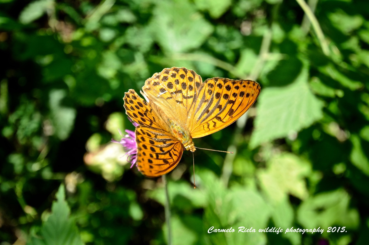 Pafia(Argynnys Paphia)Linneus 1758.